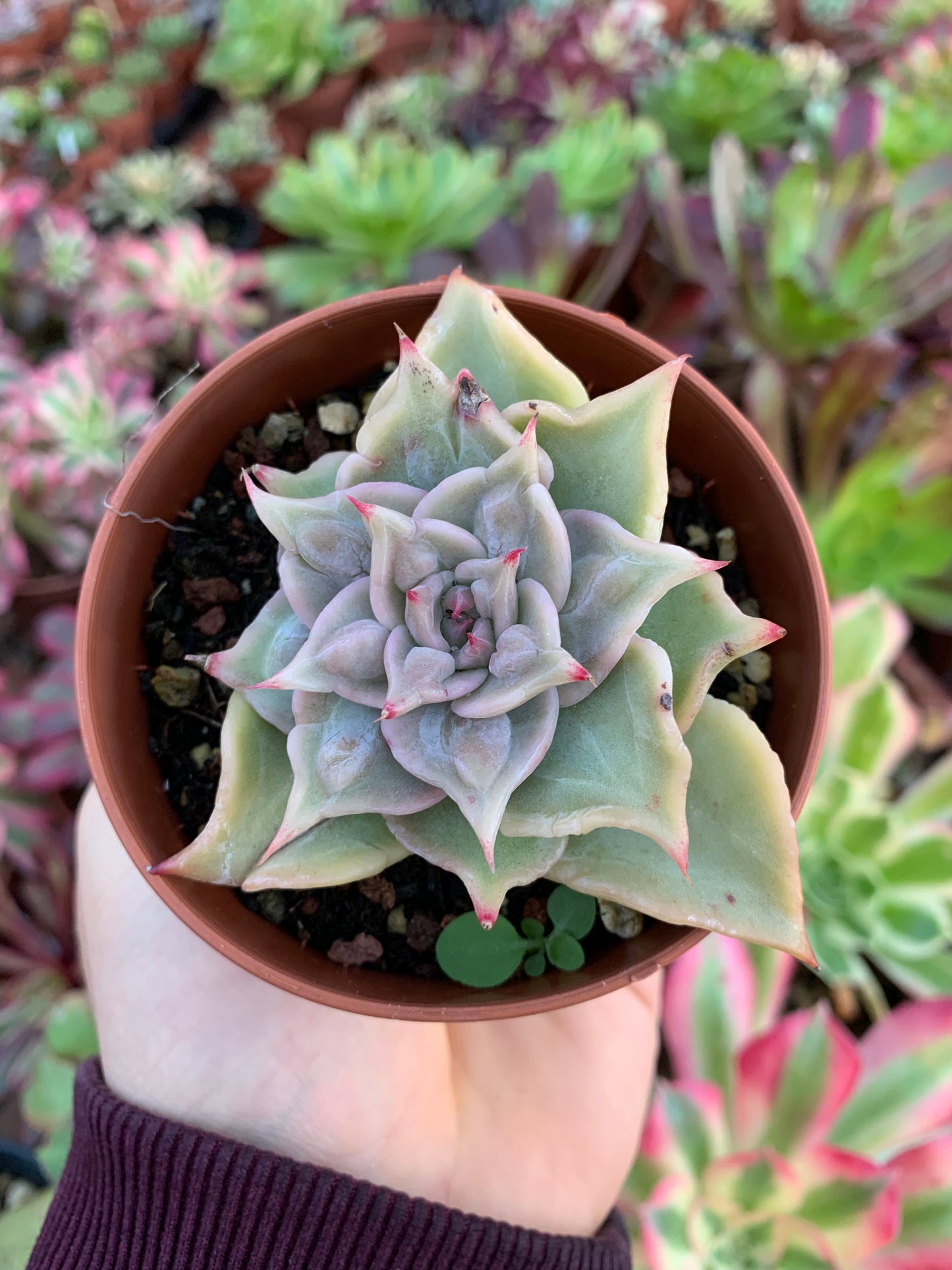 Echeveria "red face" Korean