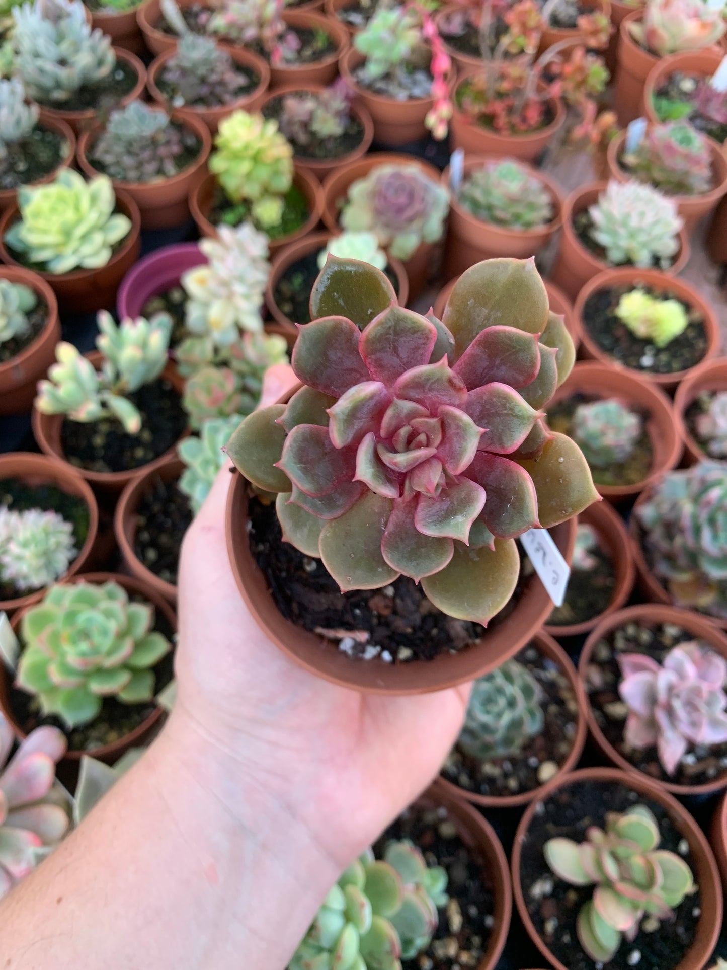 Echeveria "Zestar" Korean XXL