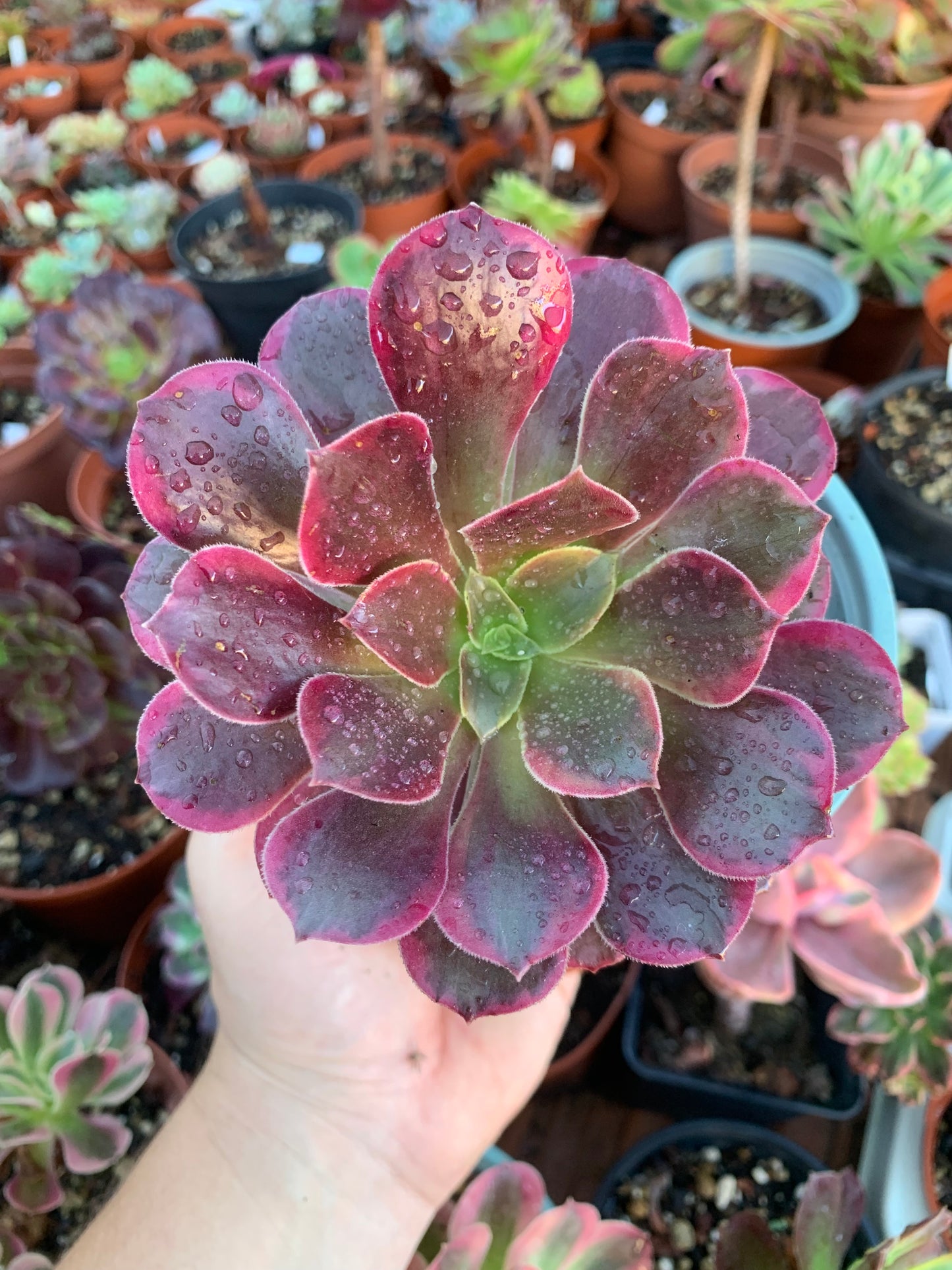 Aeonium "cornish rose" cv anna variegado