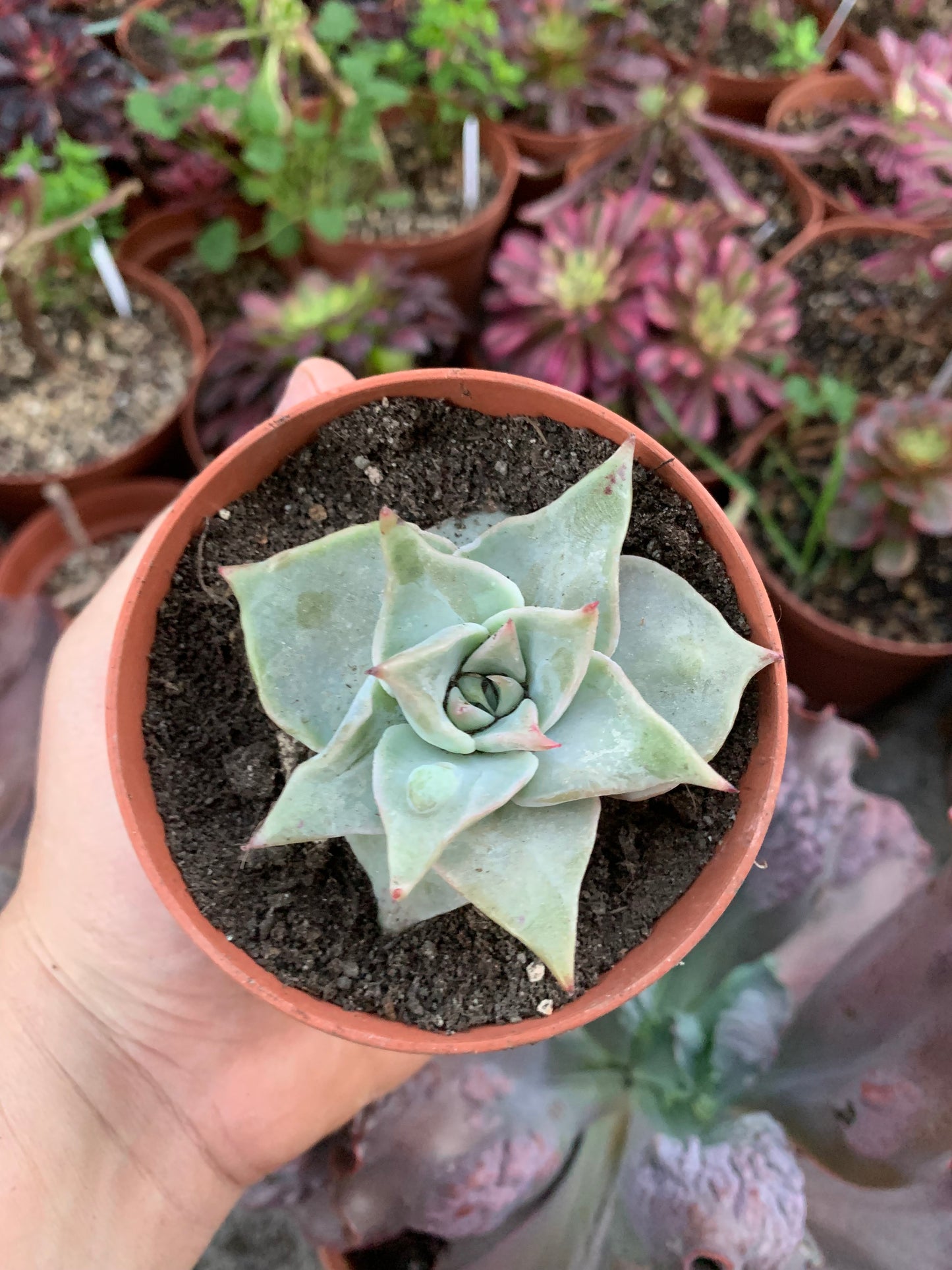 Echeveria "Madiba" caranculada by cactus Serrano