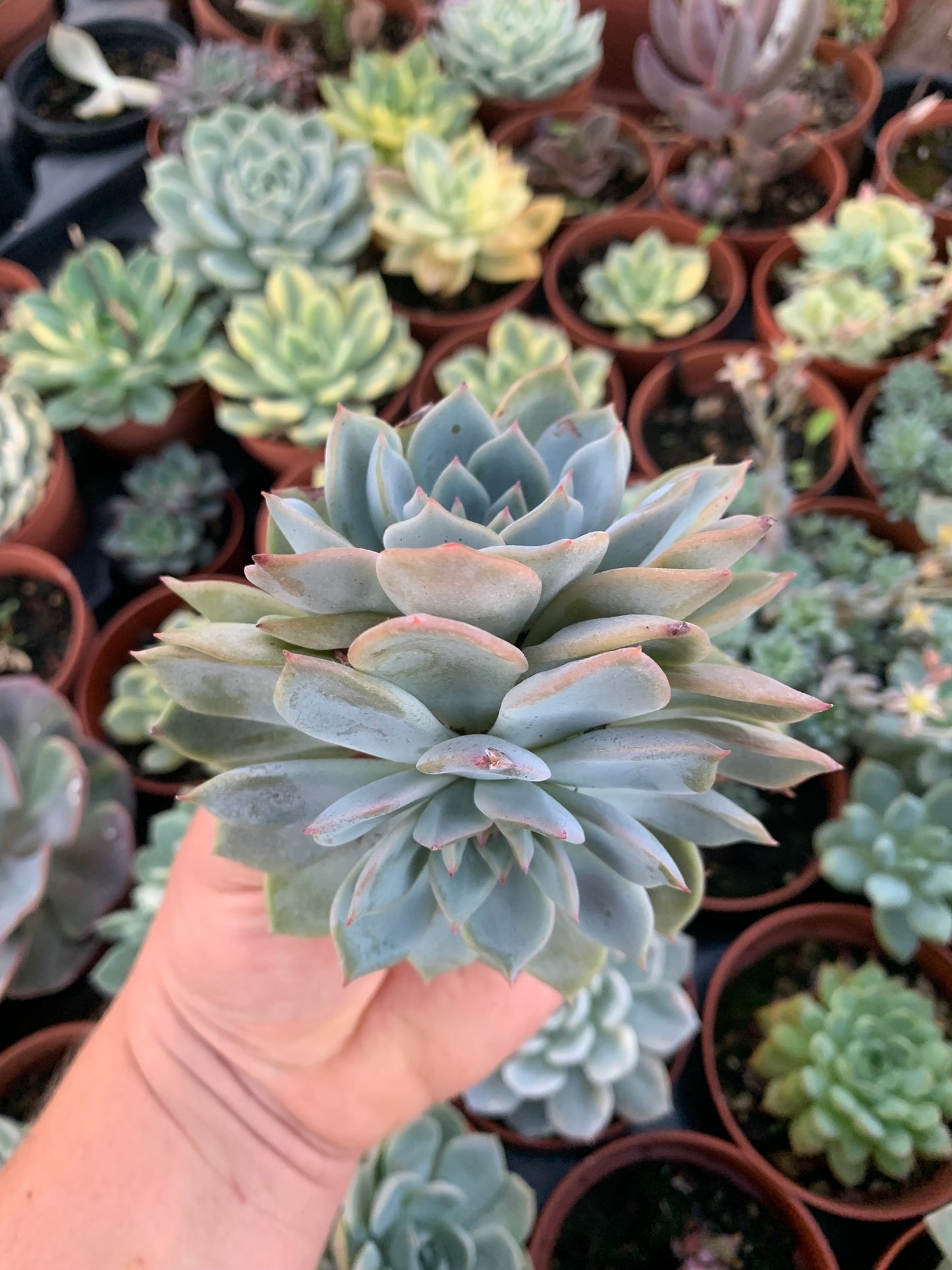 Echeveria "Red Power" coreano