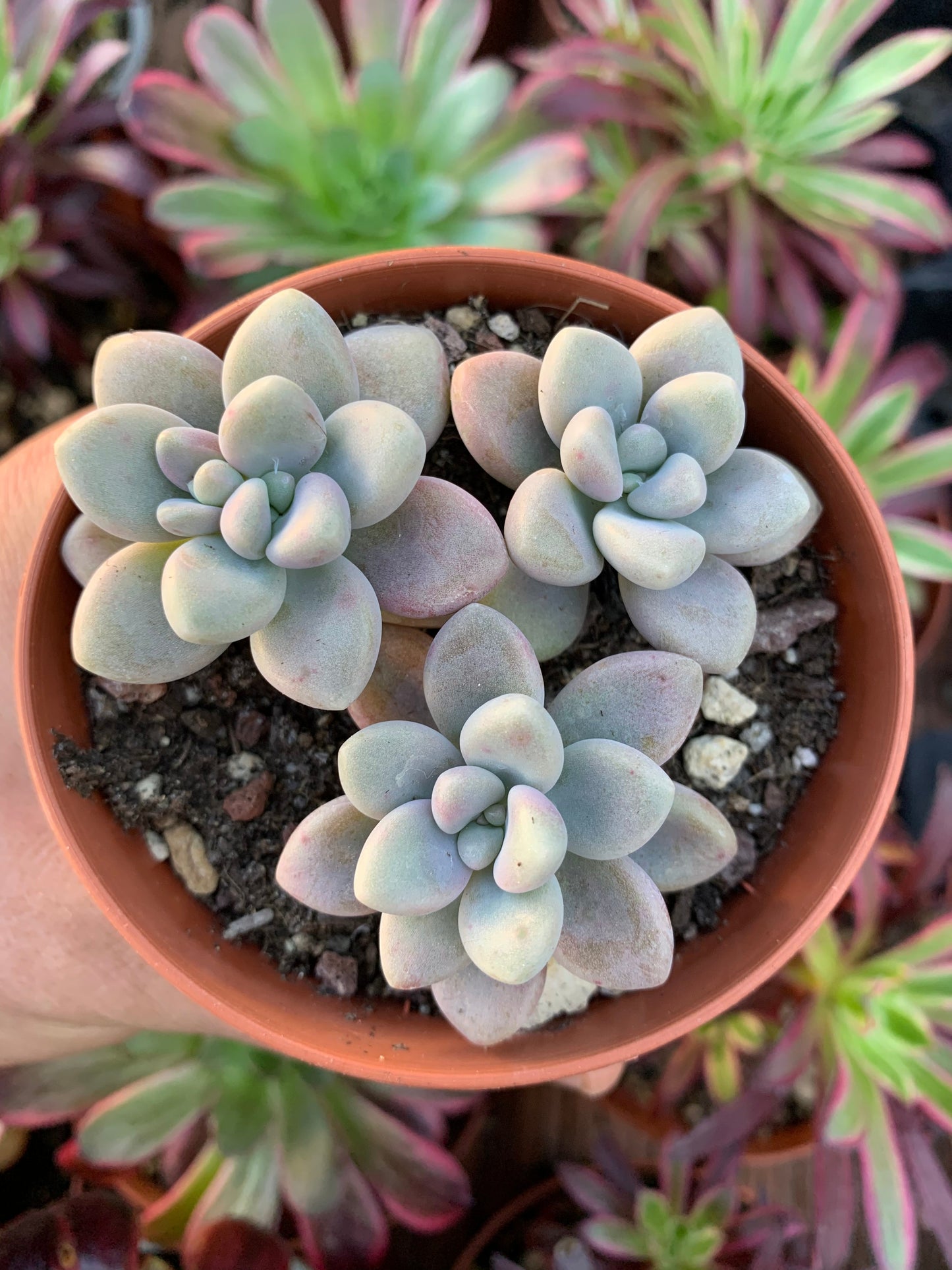 Graptopetalum "Ellen" Korean