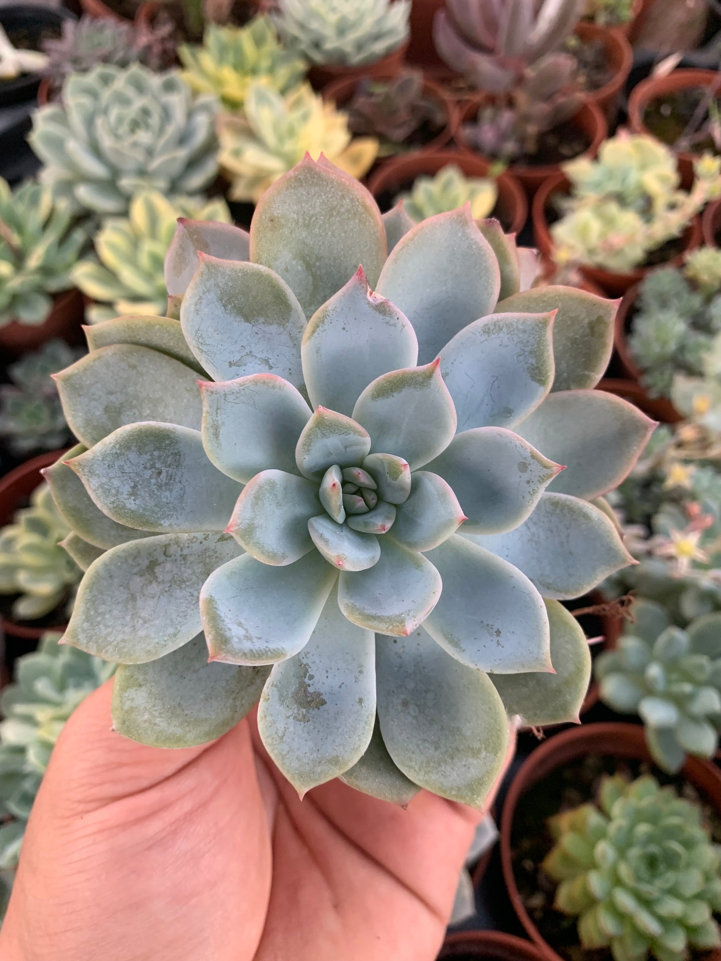 Echeveria "Red Power" coreano