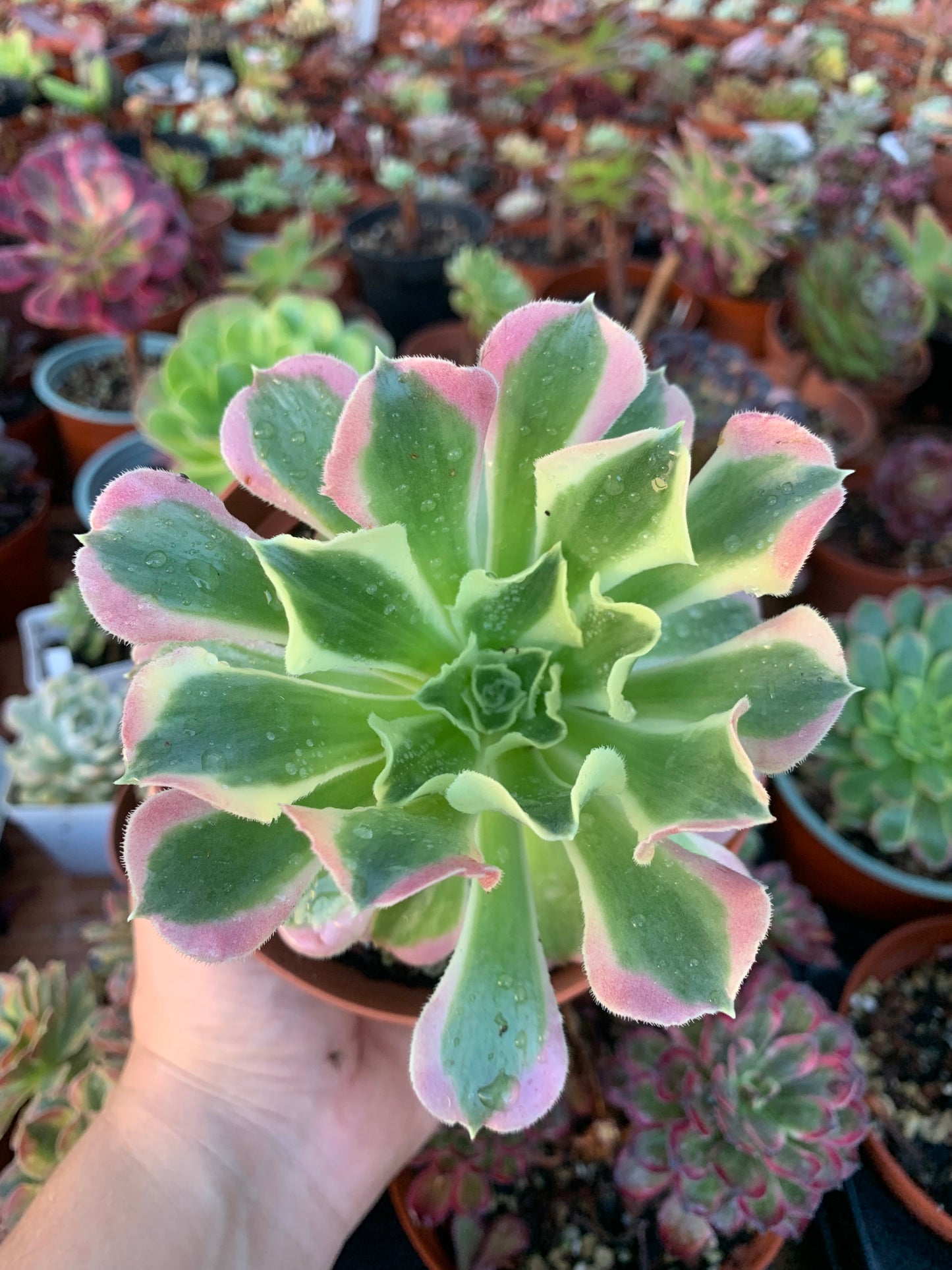 Aeonium "Riverstones" variegado