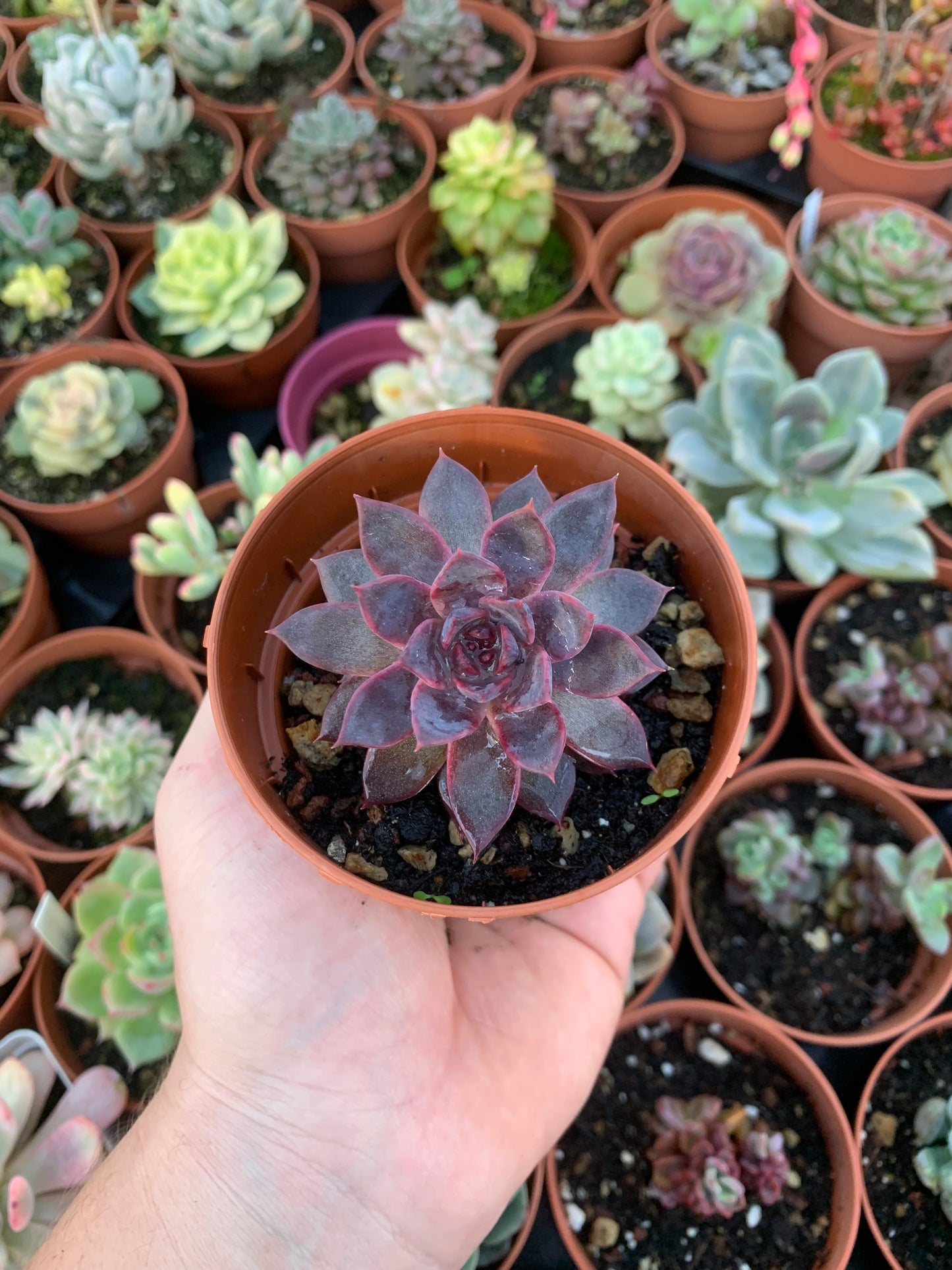 Echeveria "Black Night" Korean