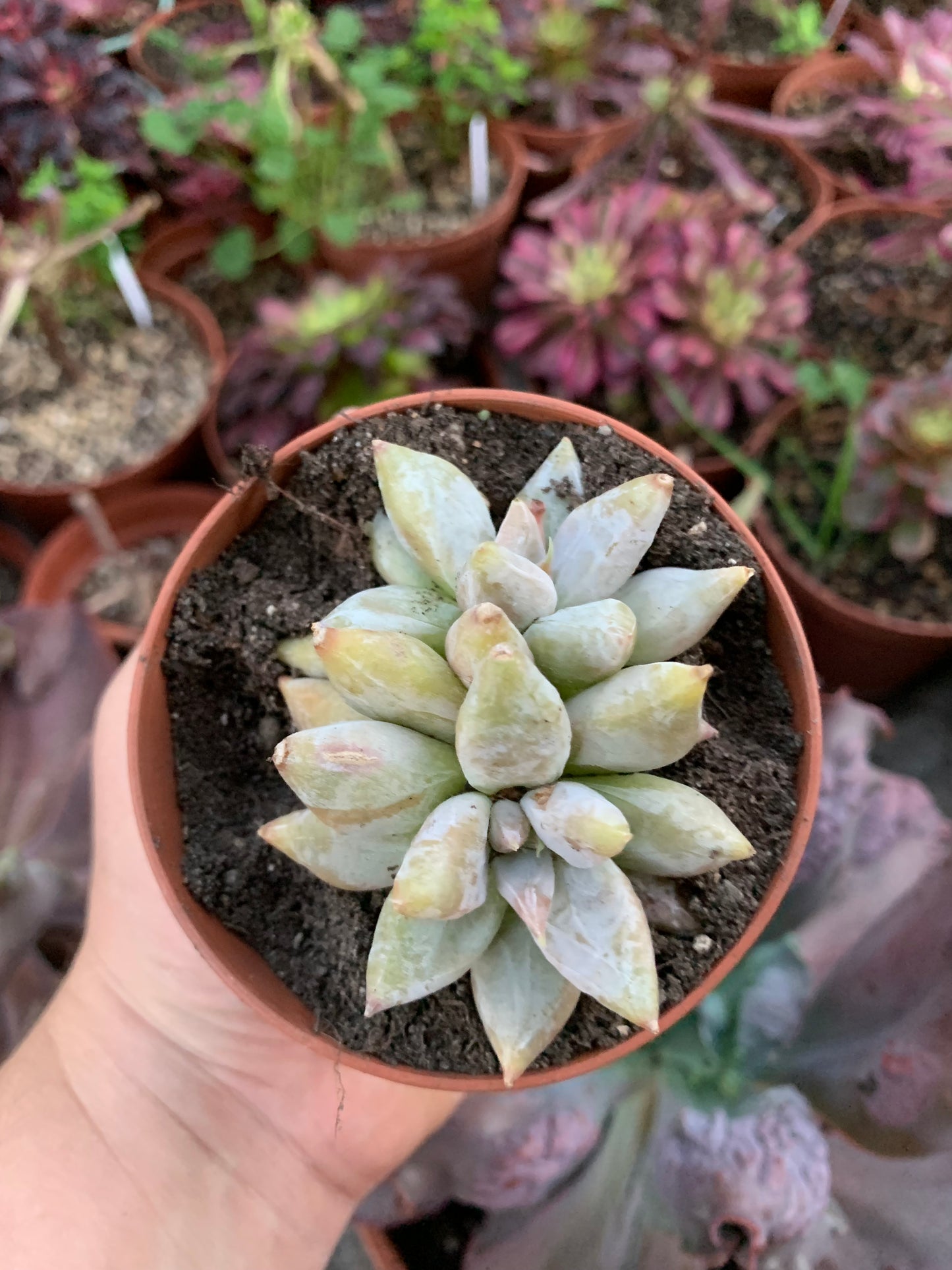 Echeveria tolimanensis hybrid