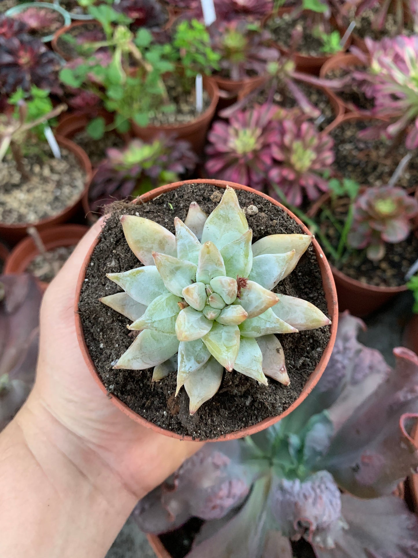 Echeveria tolimanensis hybrid