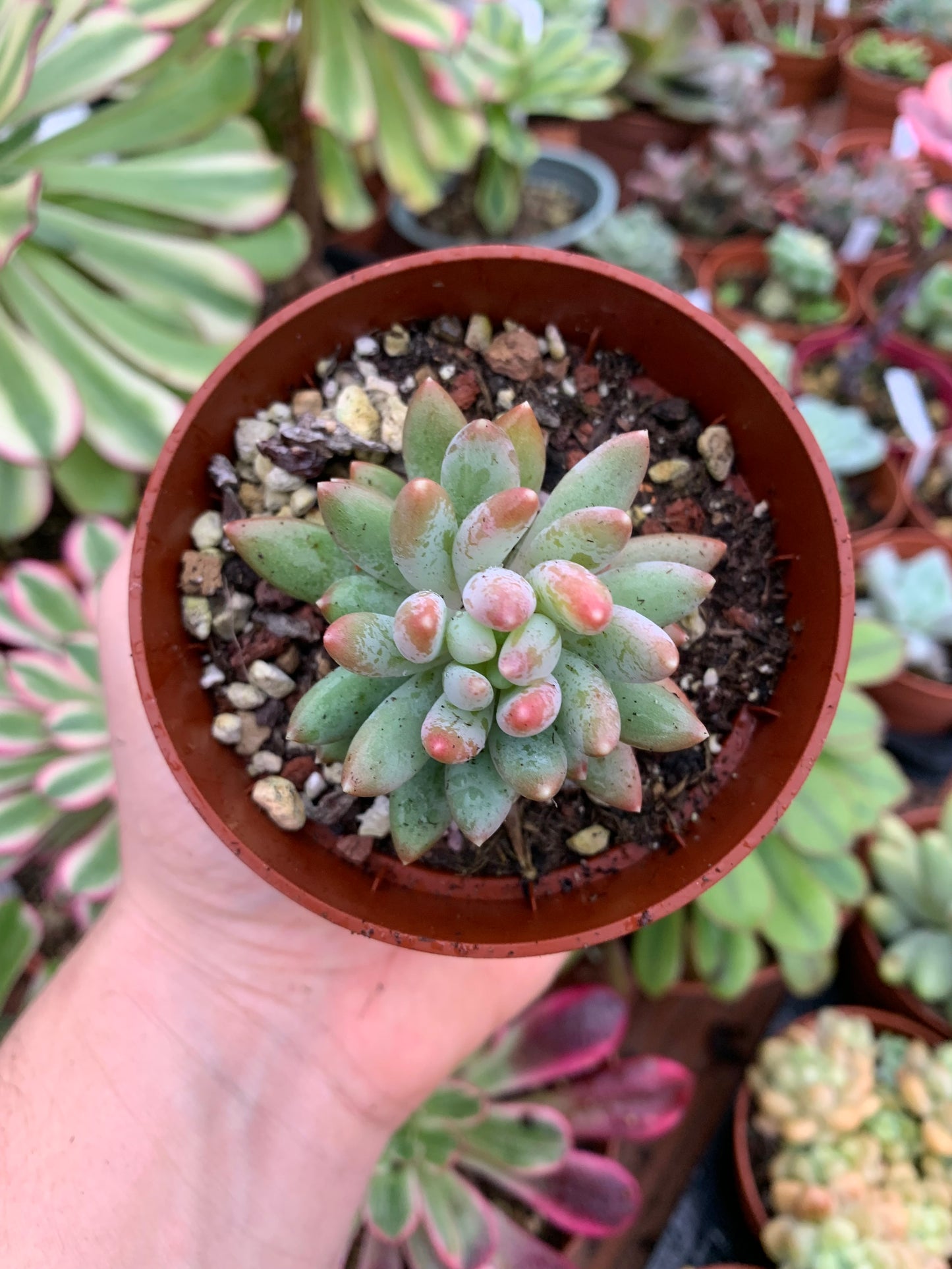Echeveria "pink spot"