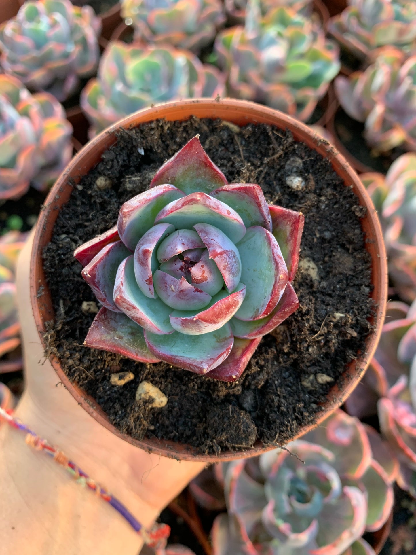 Echeveria "Black Pearl" Coréen