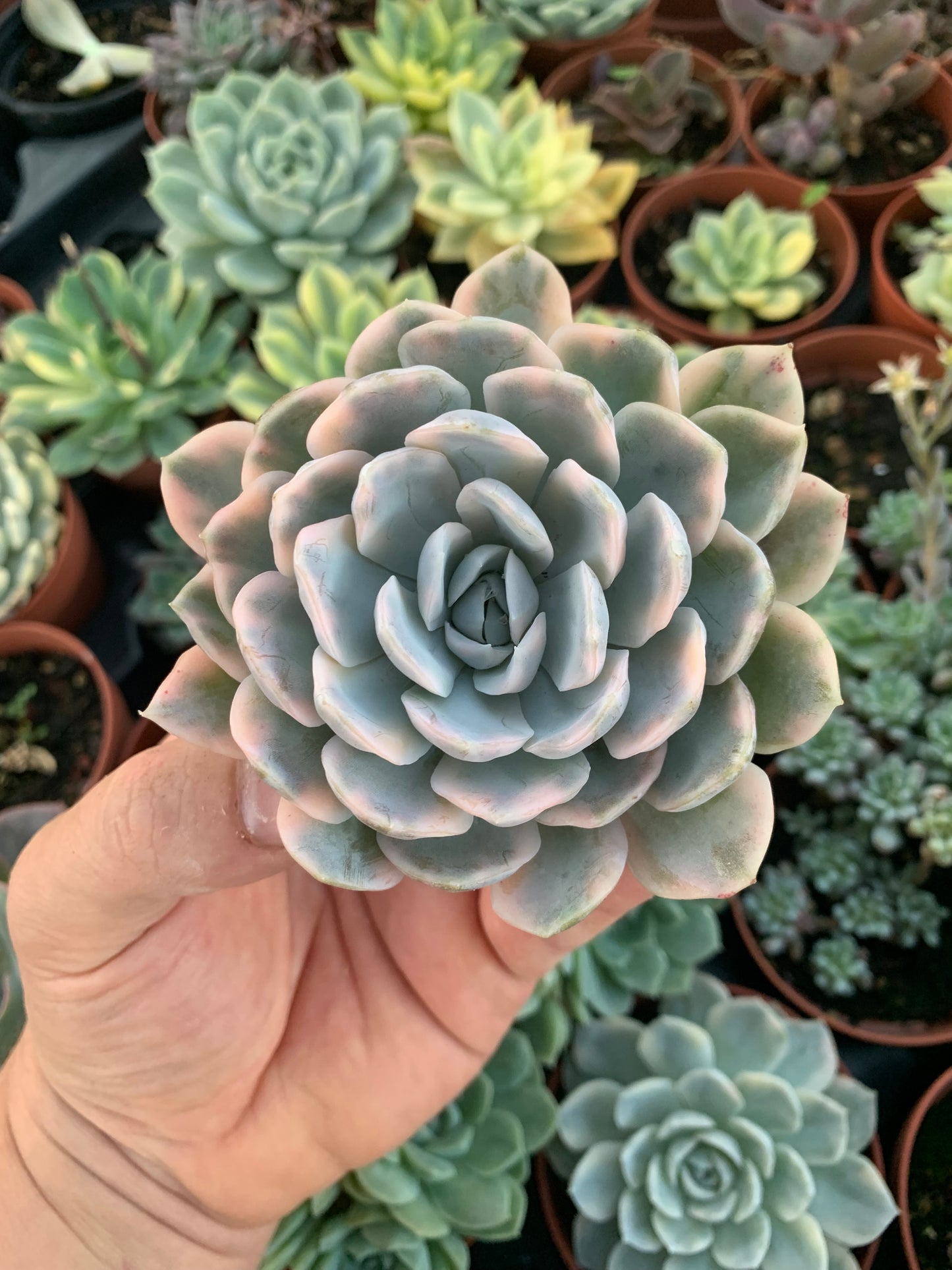 Echeveria "Mexican Snow Ball'' Variegada Korean Cutting