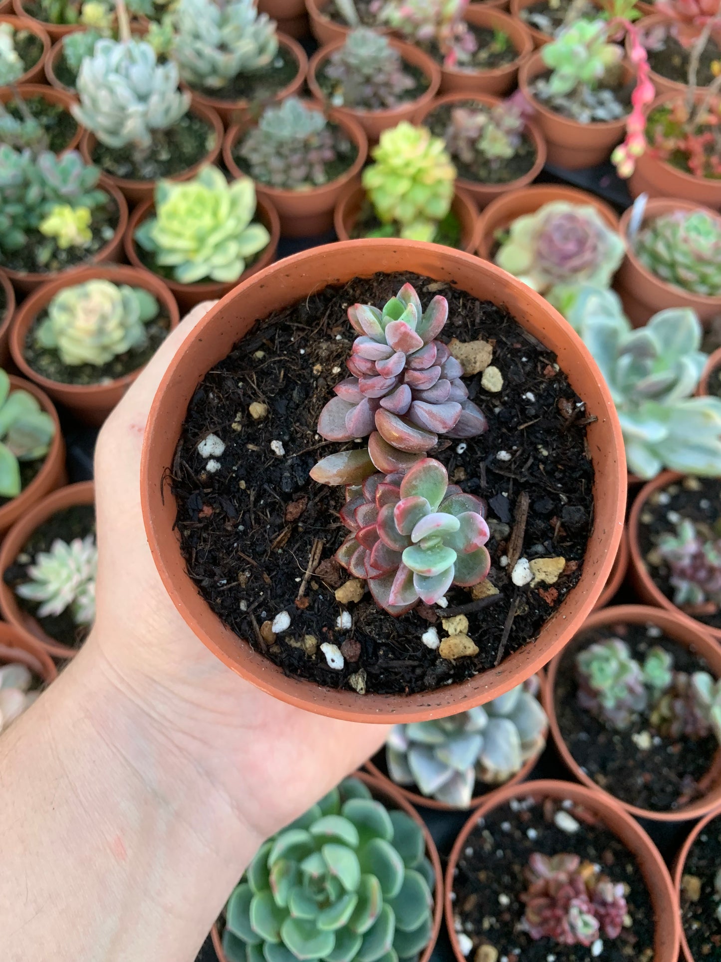 Echeveria "Rezry" Korean