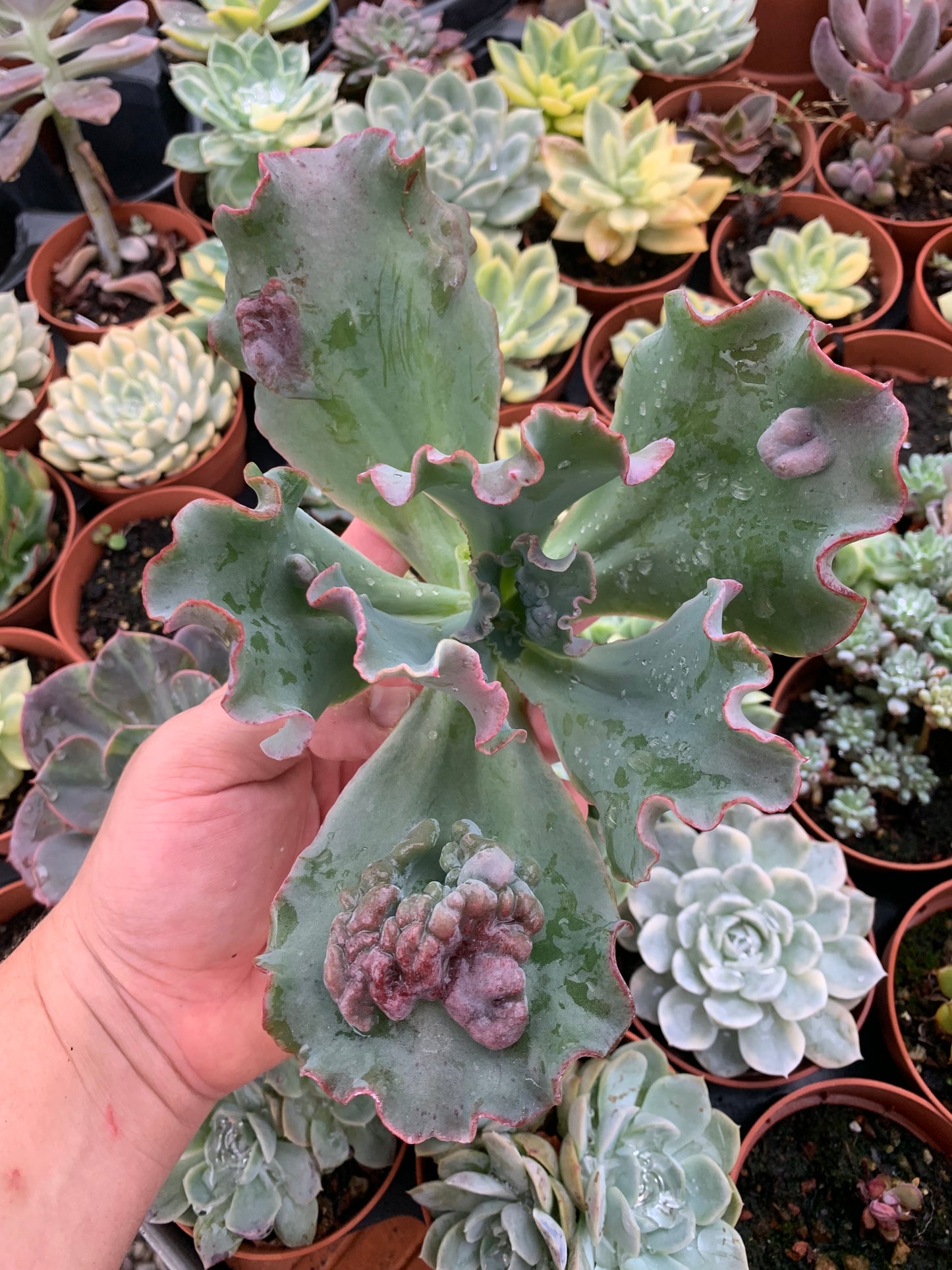 Echeveria "Regina Drago"