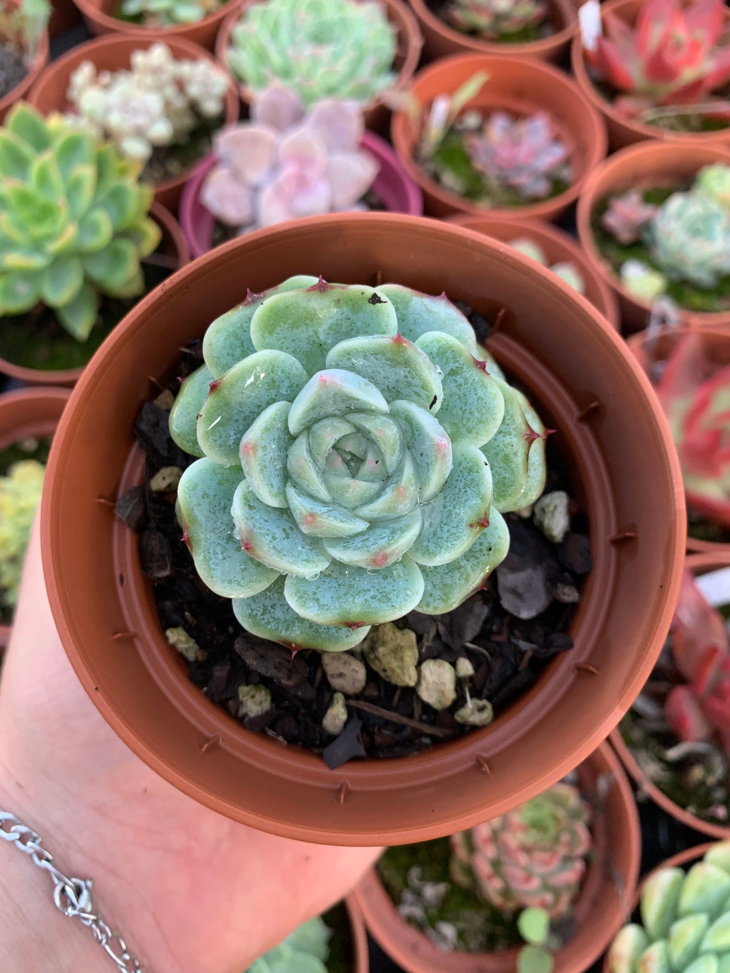 Echeveria "red velvet" (E. laui x E. hyalina) Korean