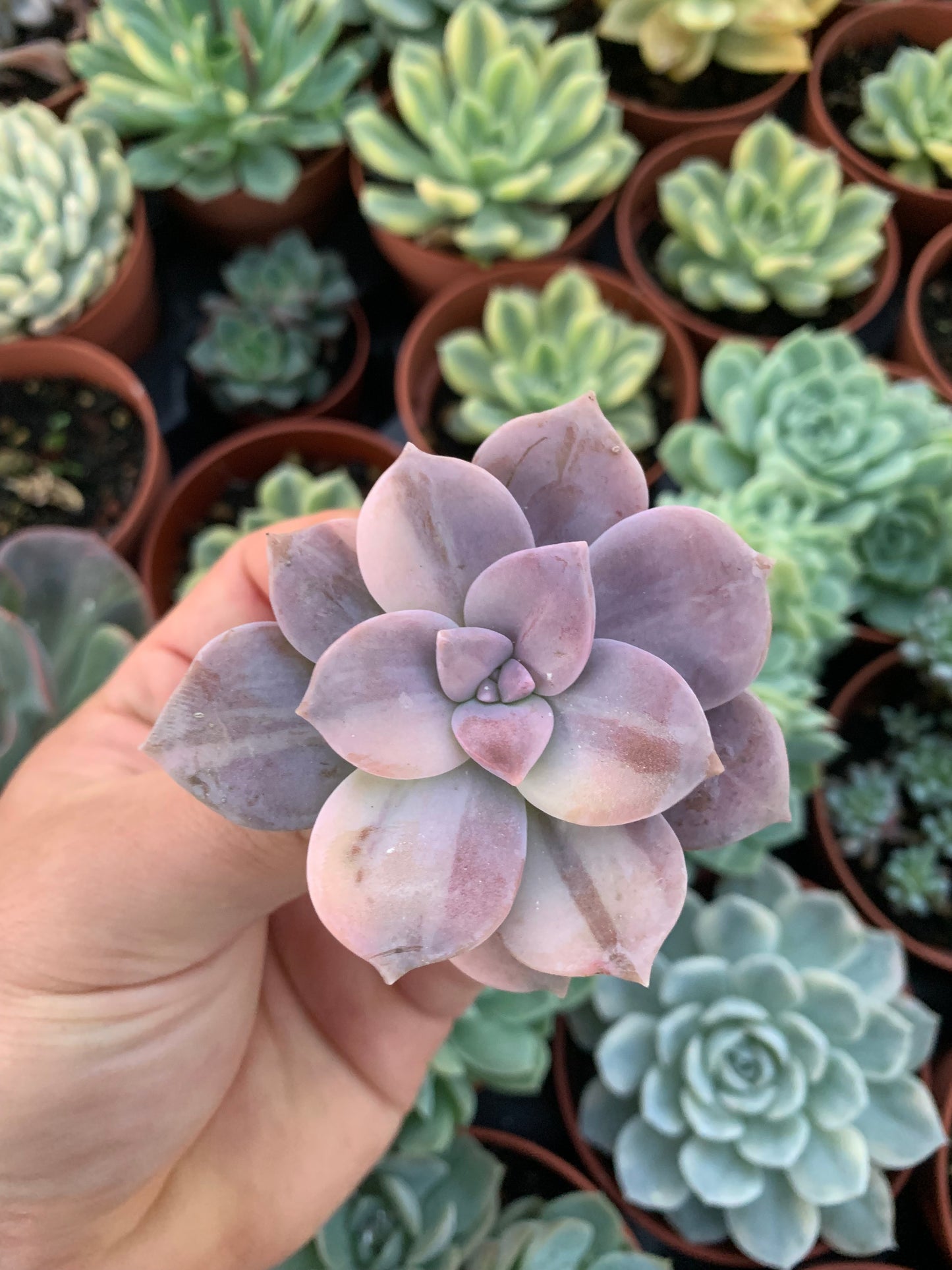 Graptopetalum ''Superbum'' Variegado Korea Cutting