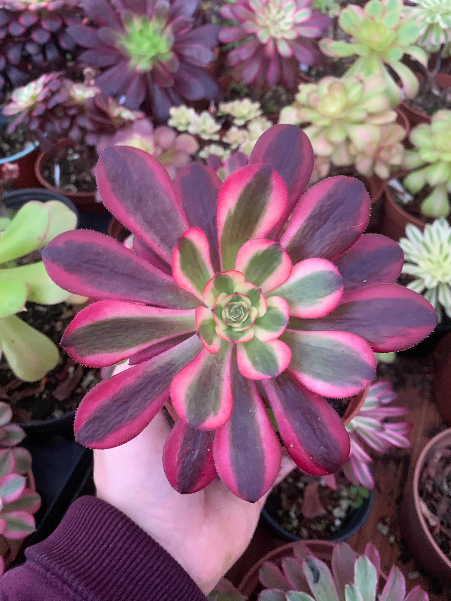 Aeonium "Chanel" variegado