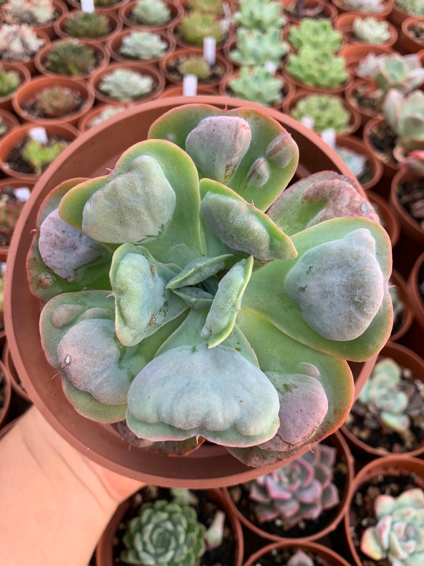 Echeveria "heart delight" by Dick Wright