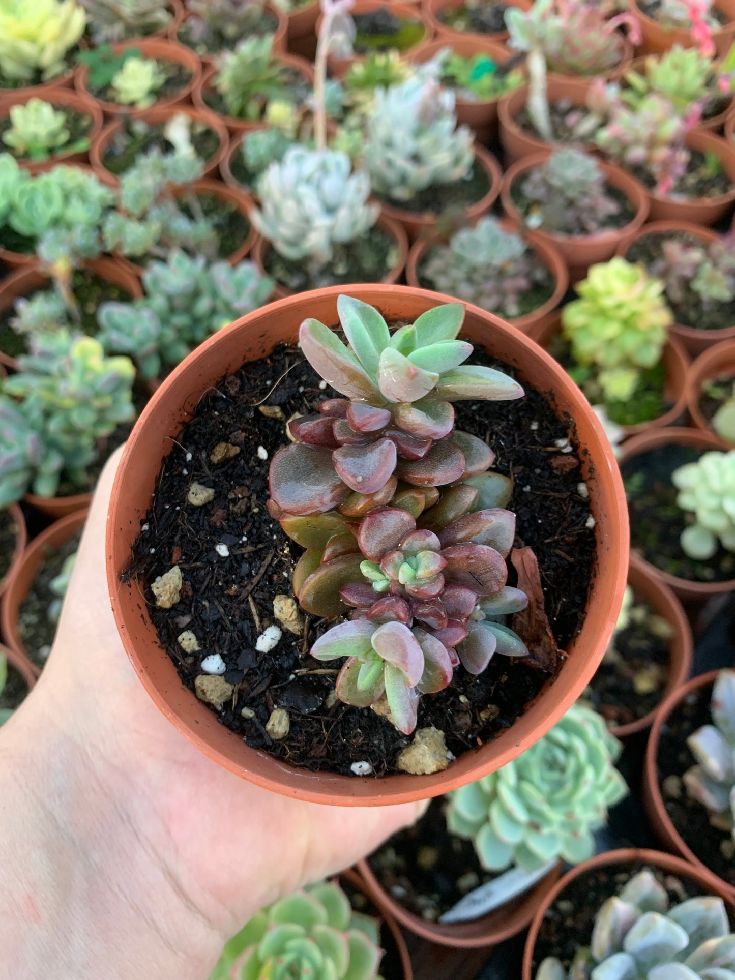 Echeveria "Rezry" Korean