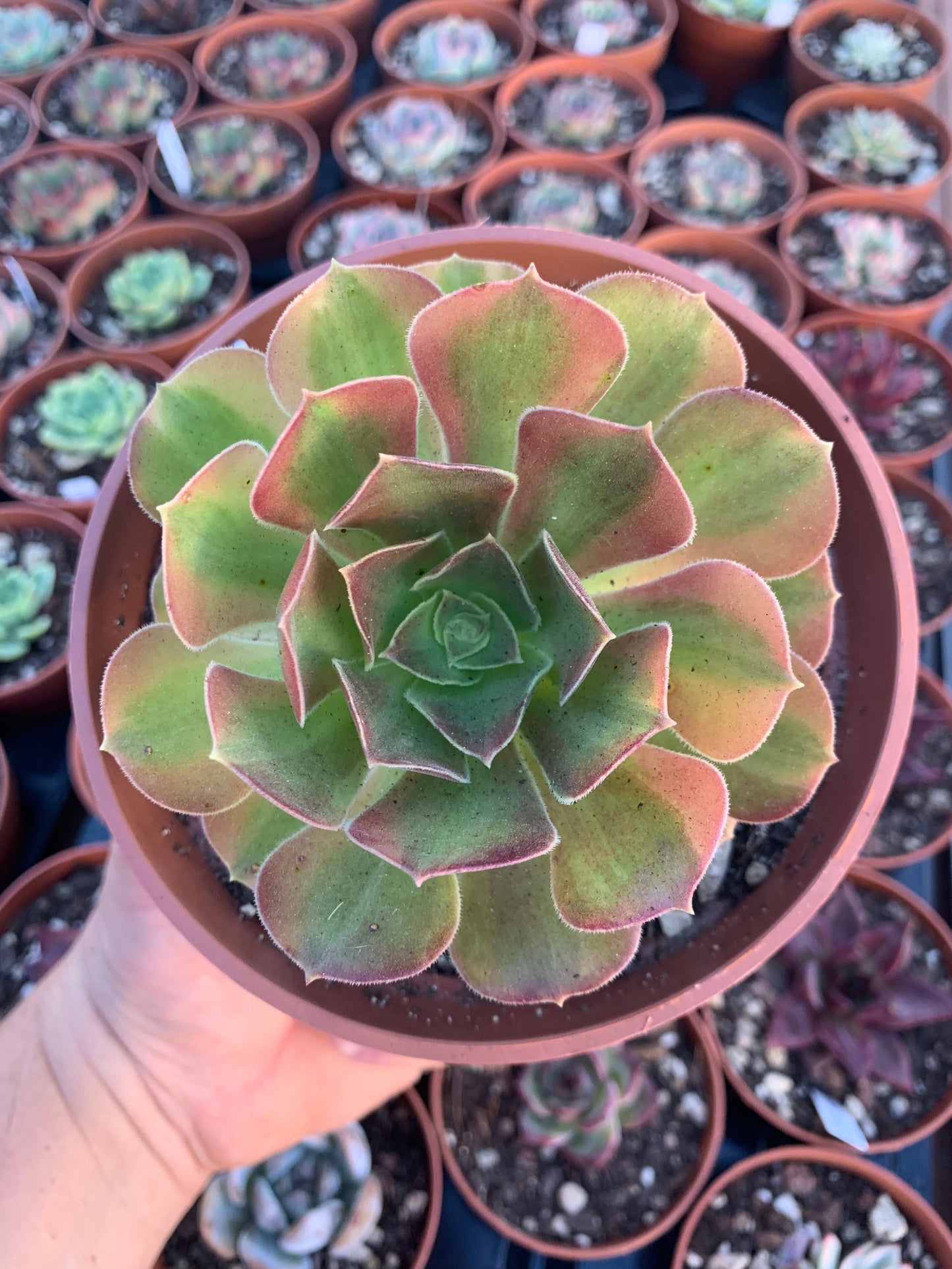 Aeonium "Medusa" mutação variegada
