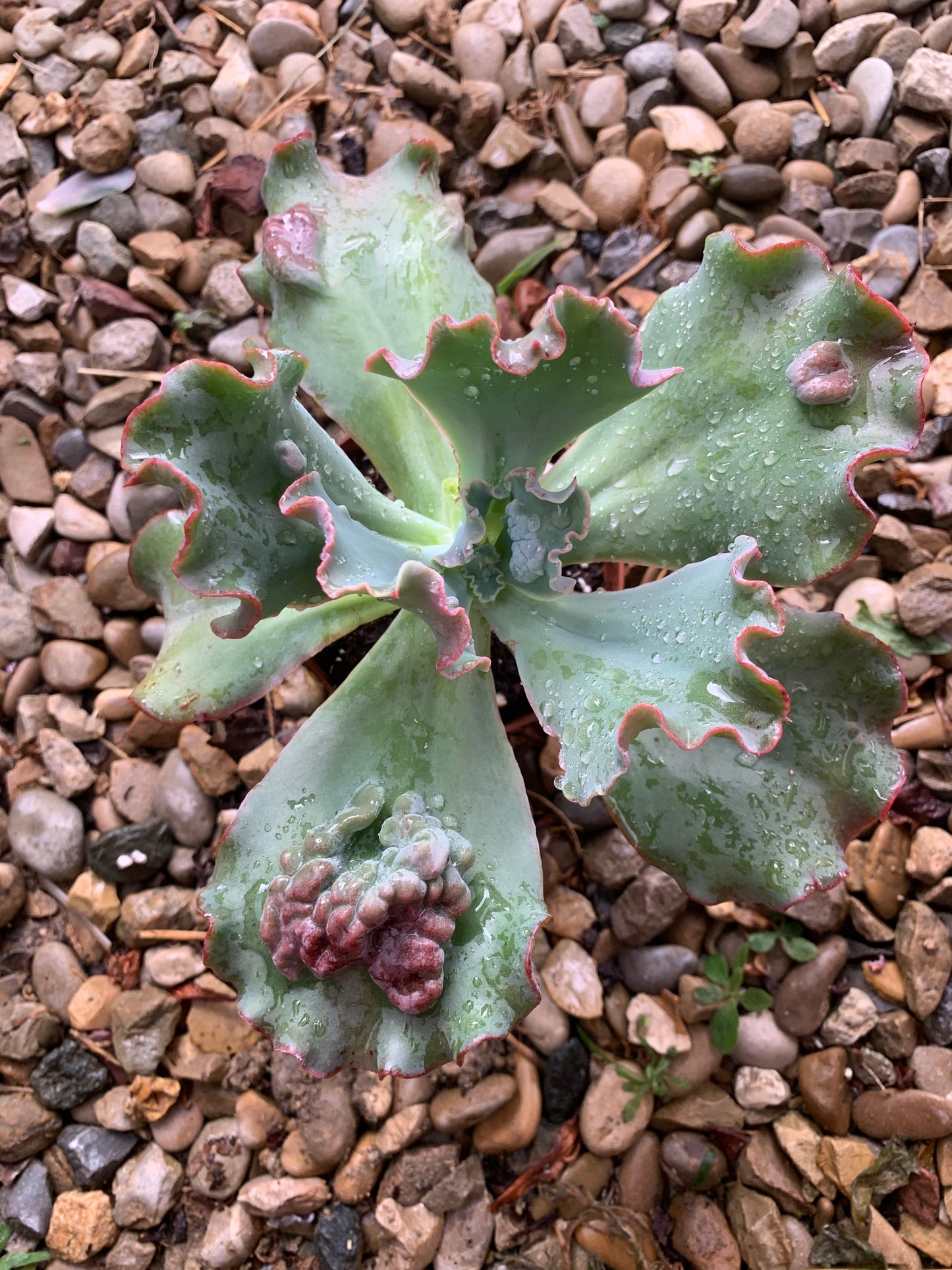 Echeveria "Regina Drago"