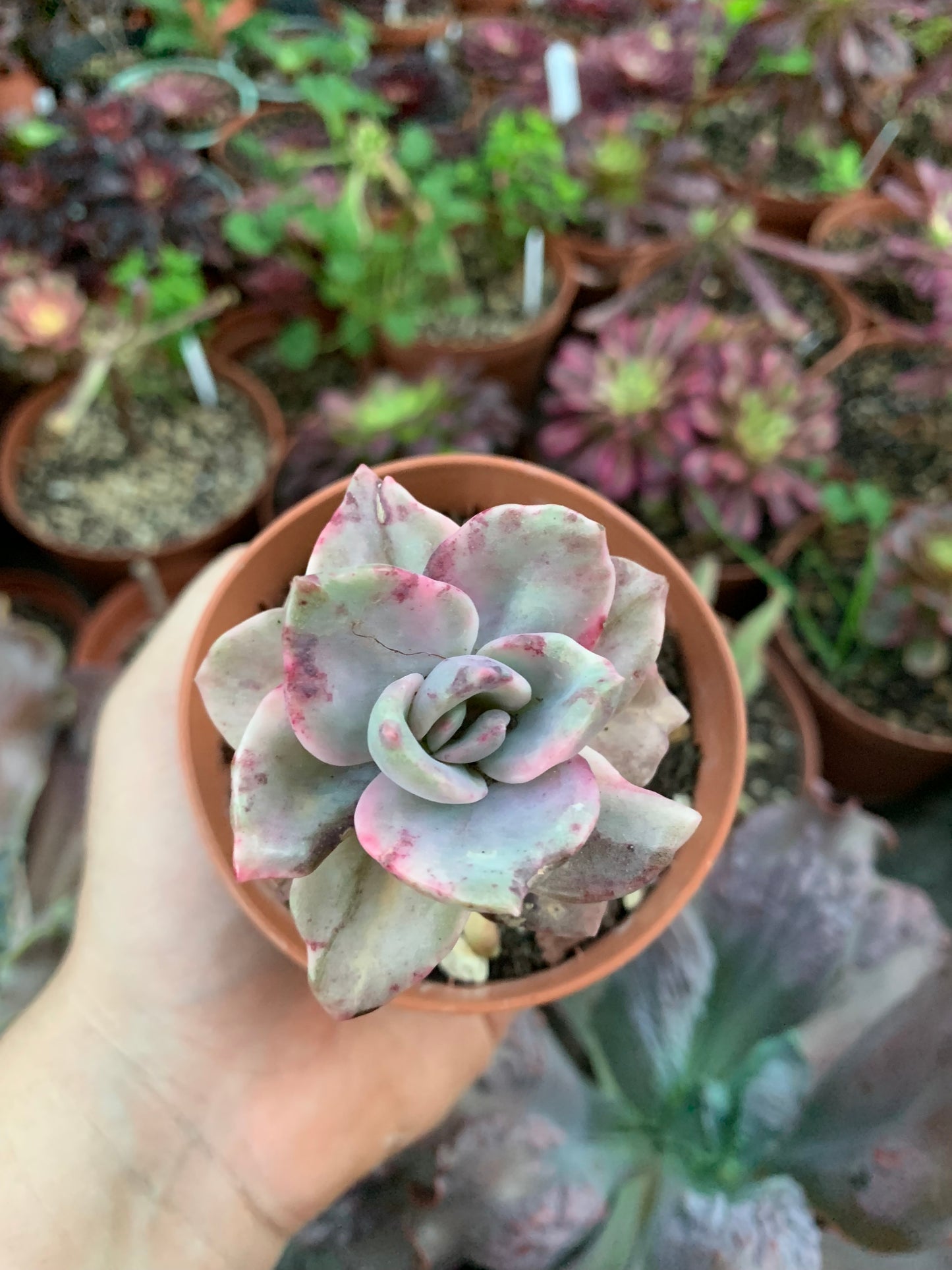 Graptoveria "Bainessi" variegada Korean