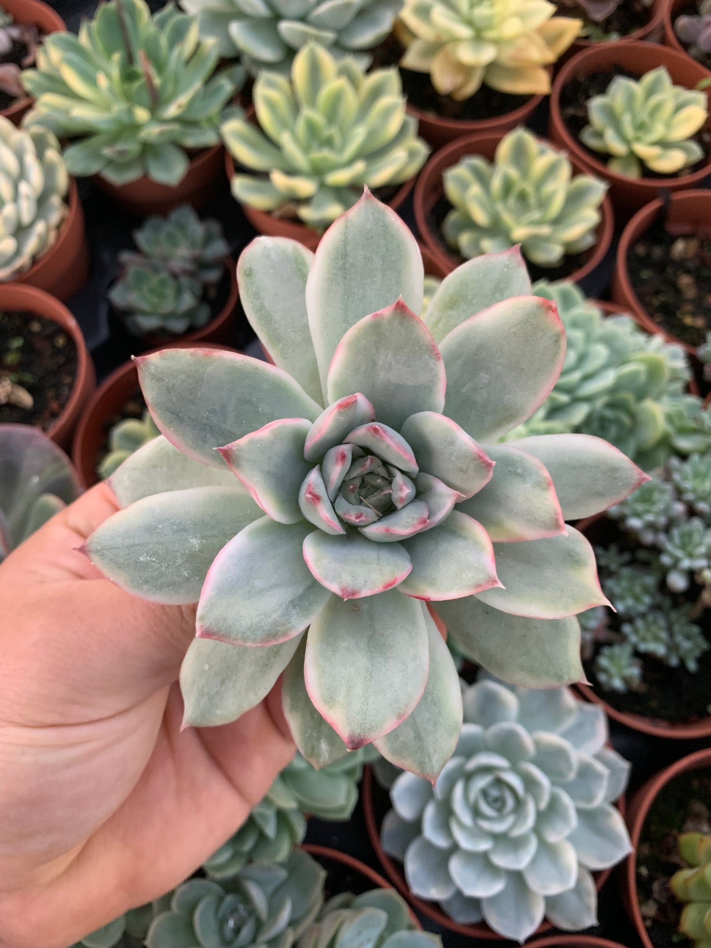 Echeveria ''Pulidonis Silver'' Variegada Korean Cutting