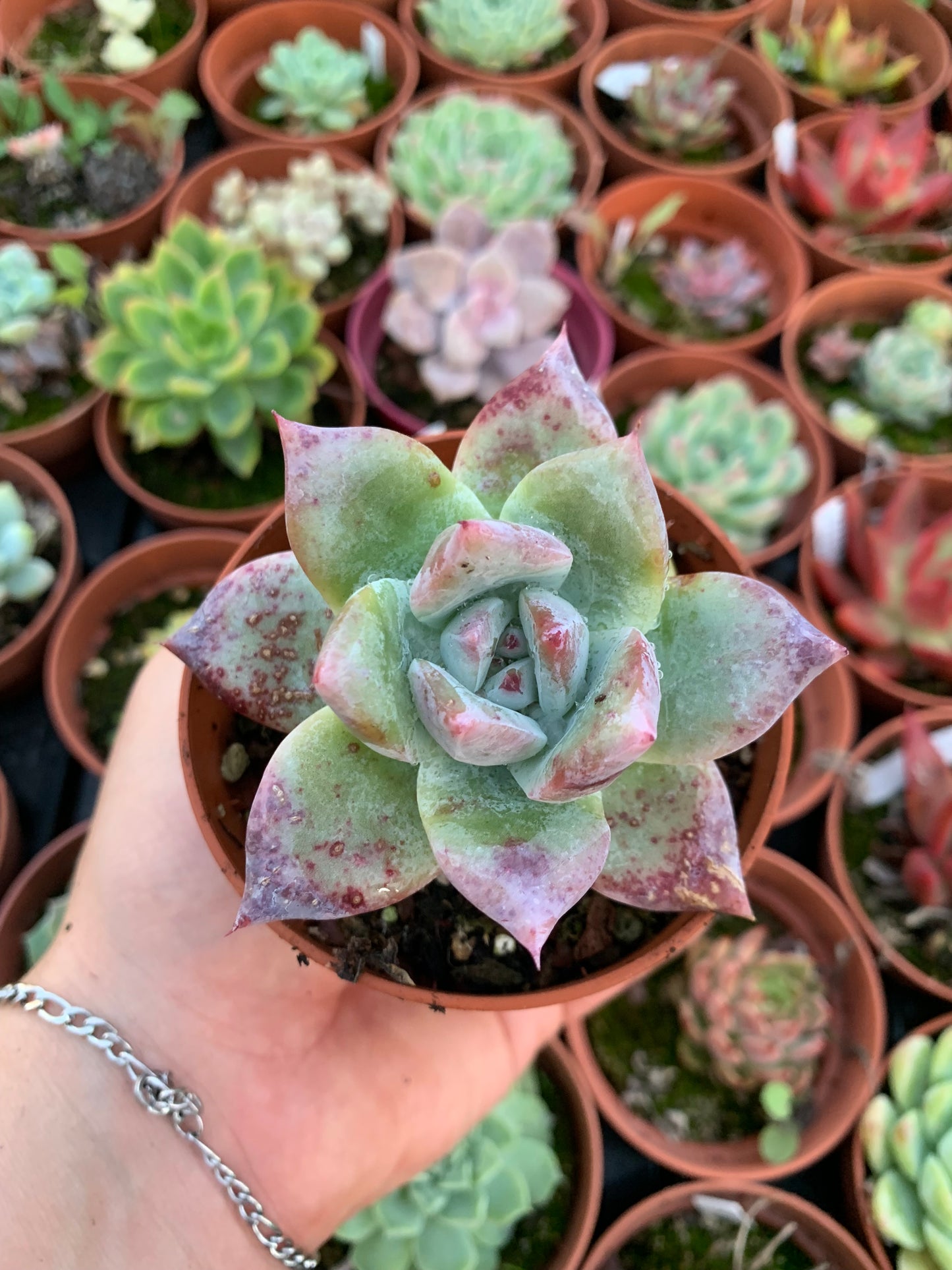 Echeveria colorata var. brandti