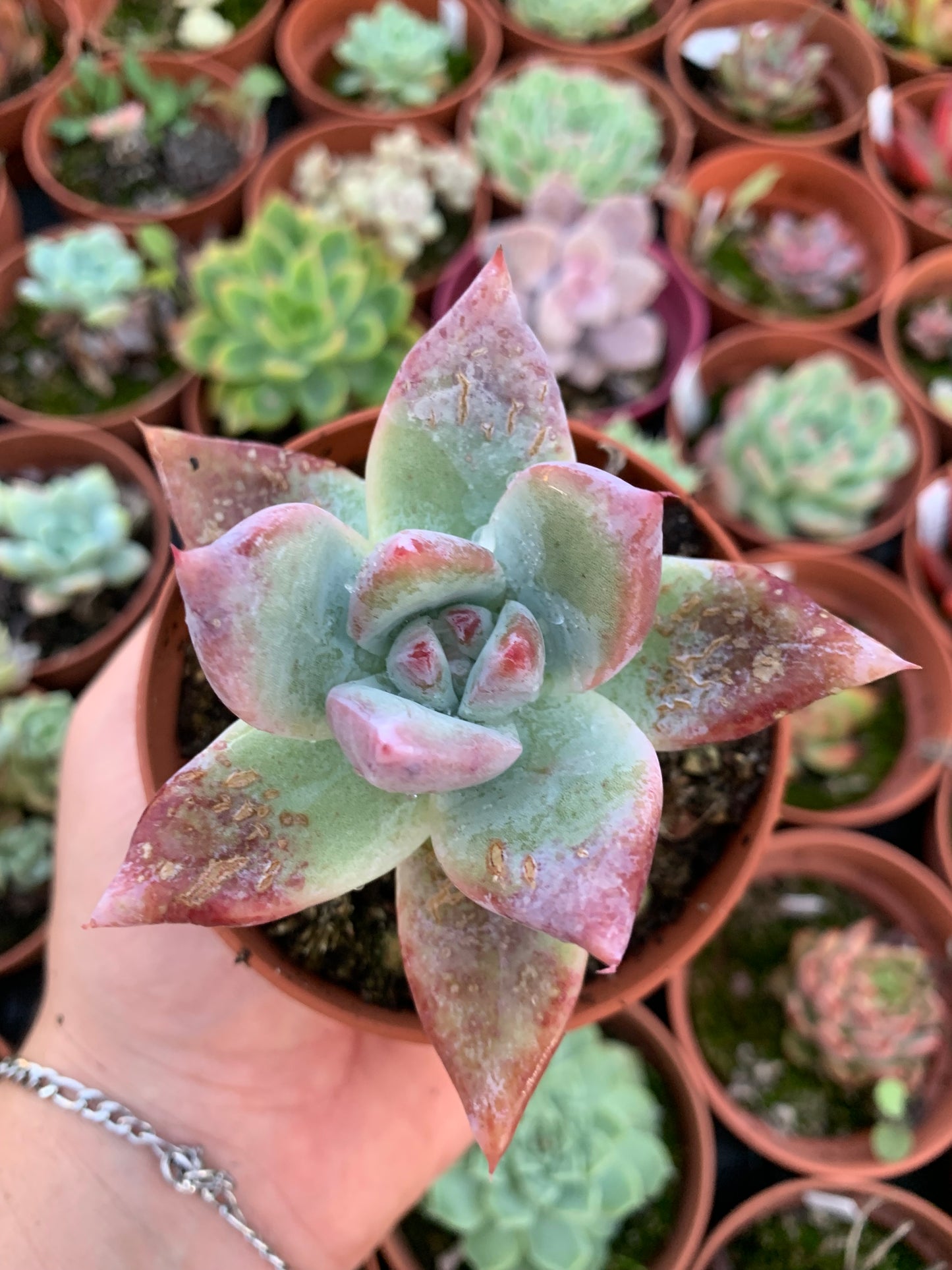 Echeveria colorata var. brandti