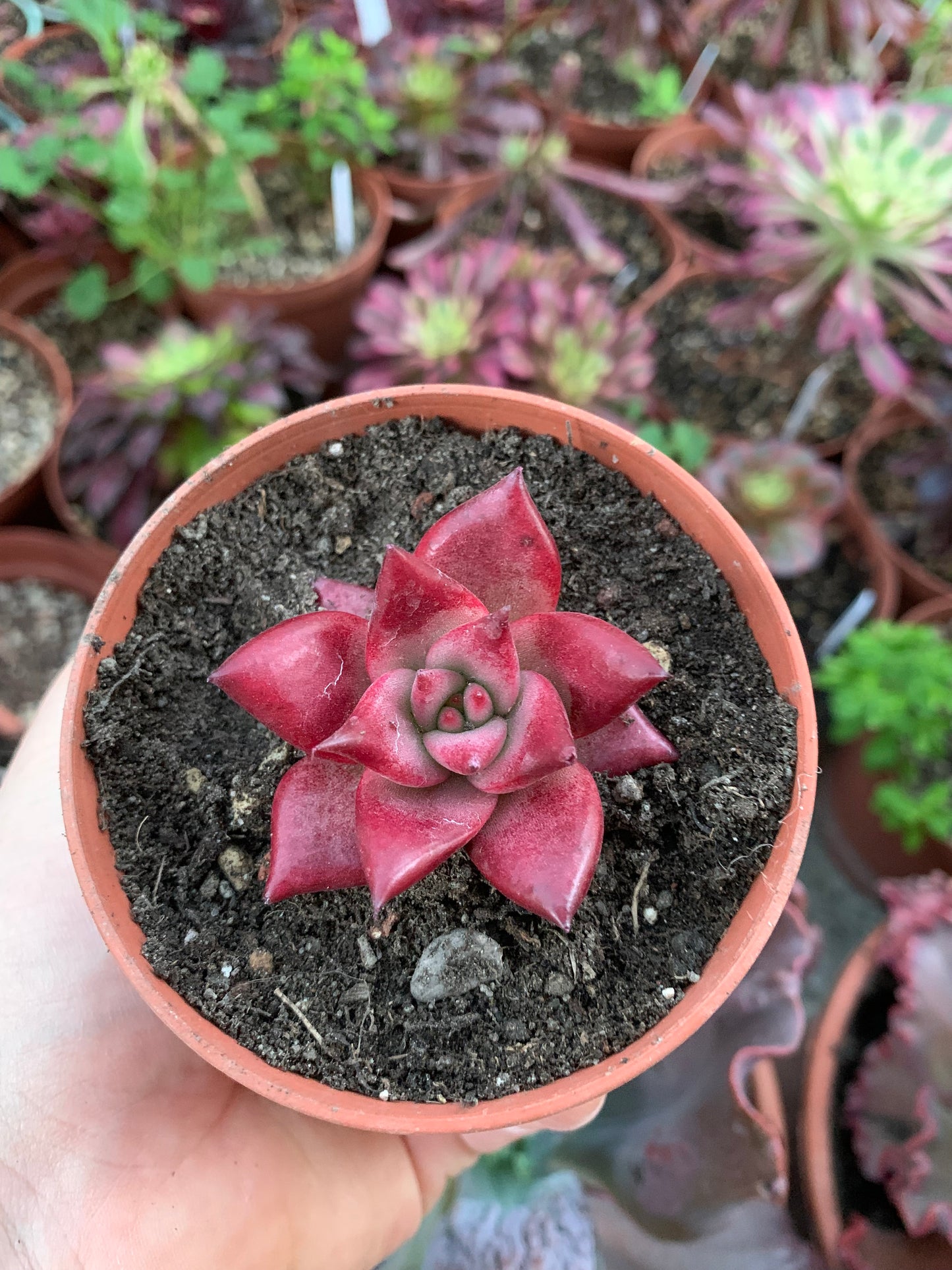 Echeveria agavoides "Romeo Rubin"
