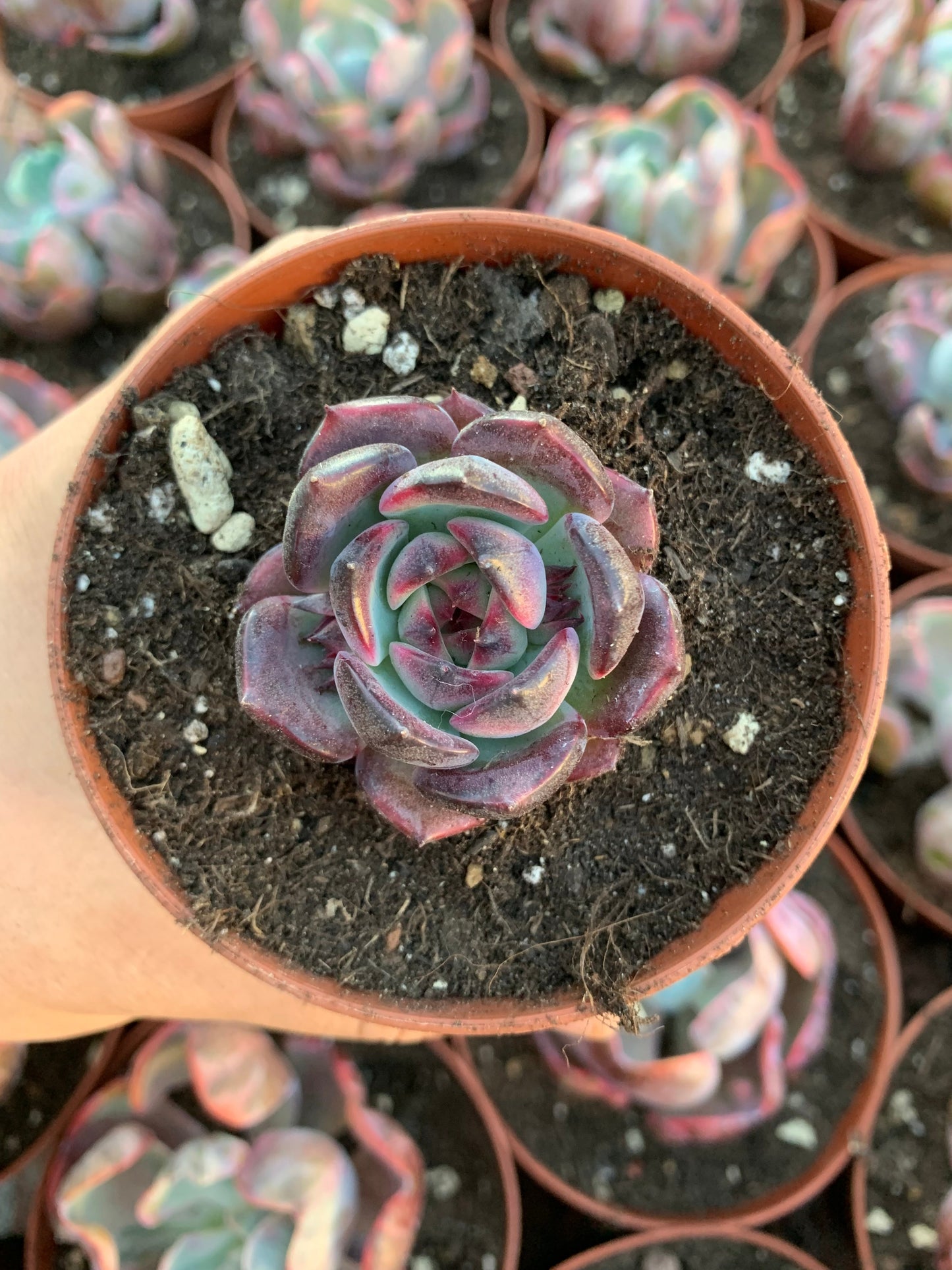 Echeveria "Black Eyes" Korean