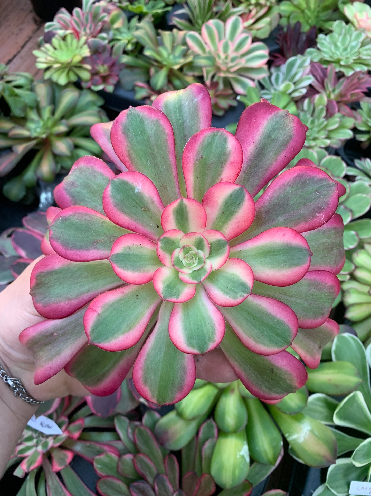 Aeonium "Medusa" cutting Variegado