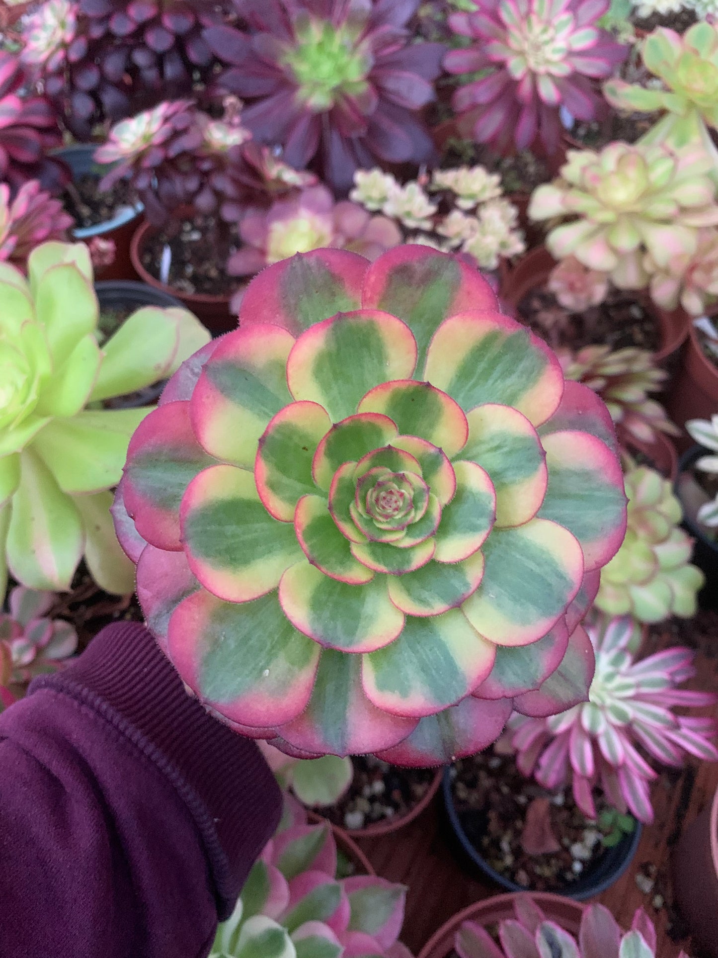 Aeonium "Phoenix Flame" variegated