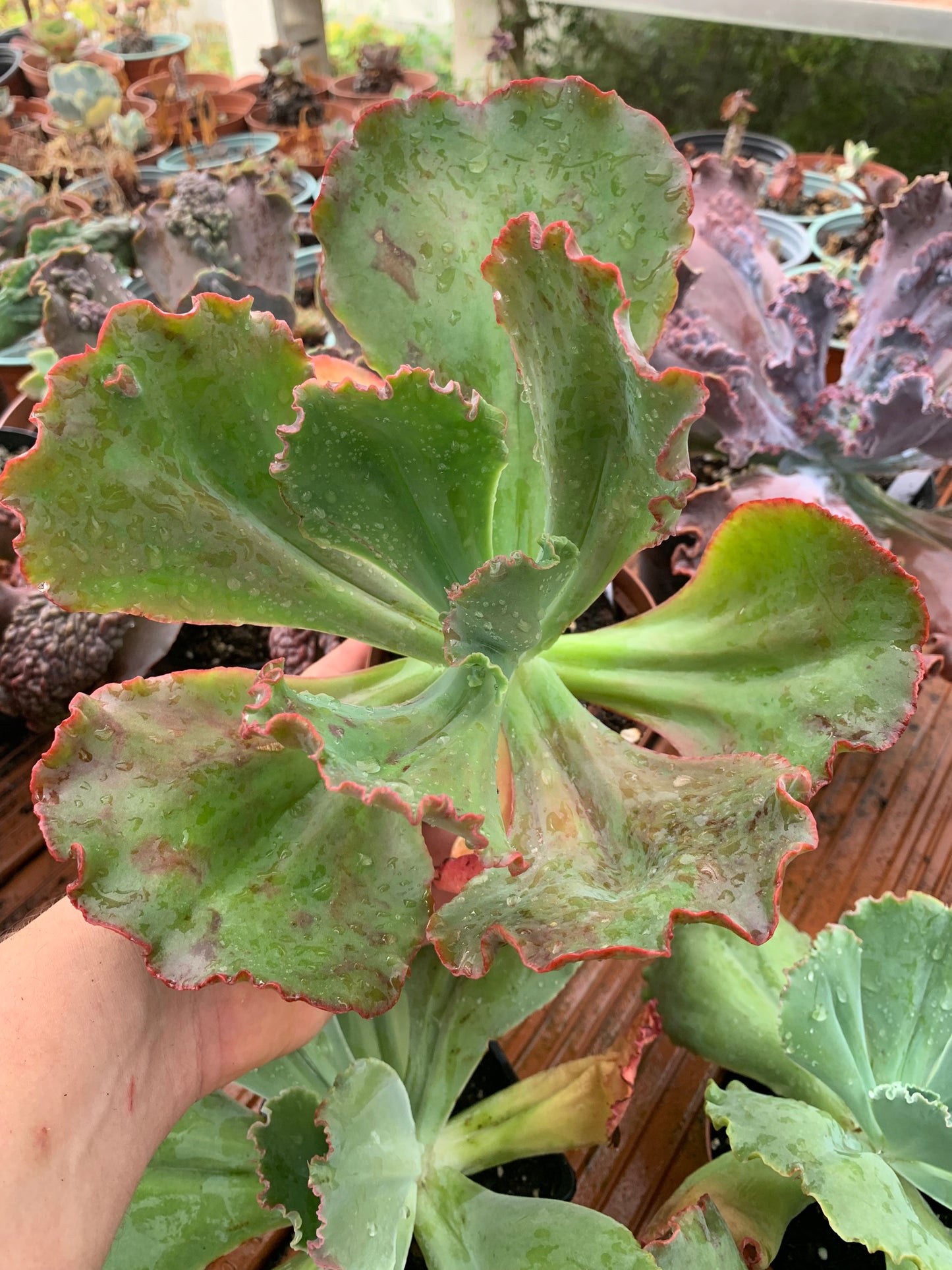 Echeveria "Regina Drago"