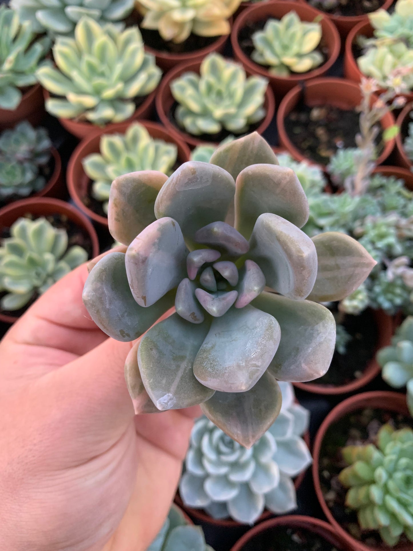 Pachyveria "Pachyphytoides" Variegata Korean Cutting