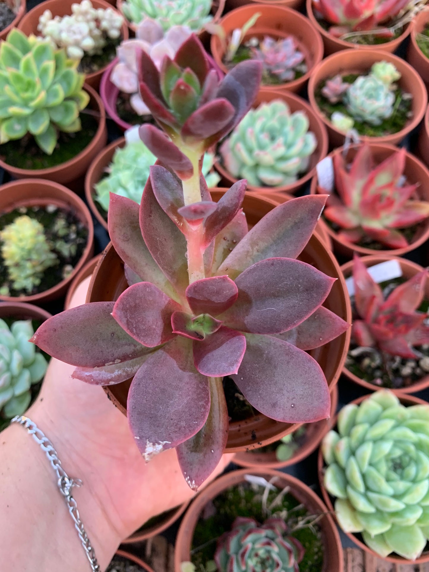 Echeveria "Hannakaida" Korean
