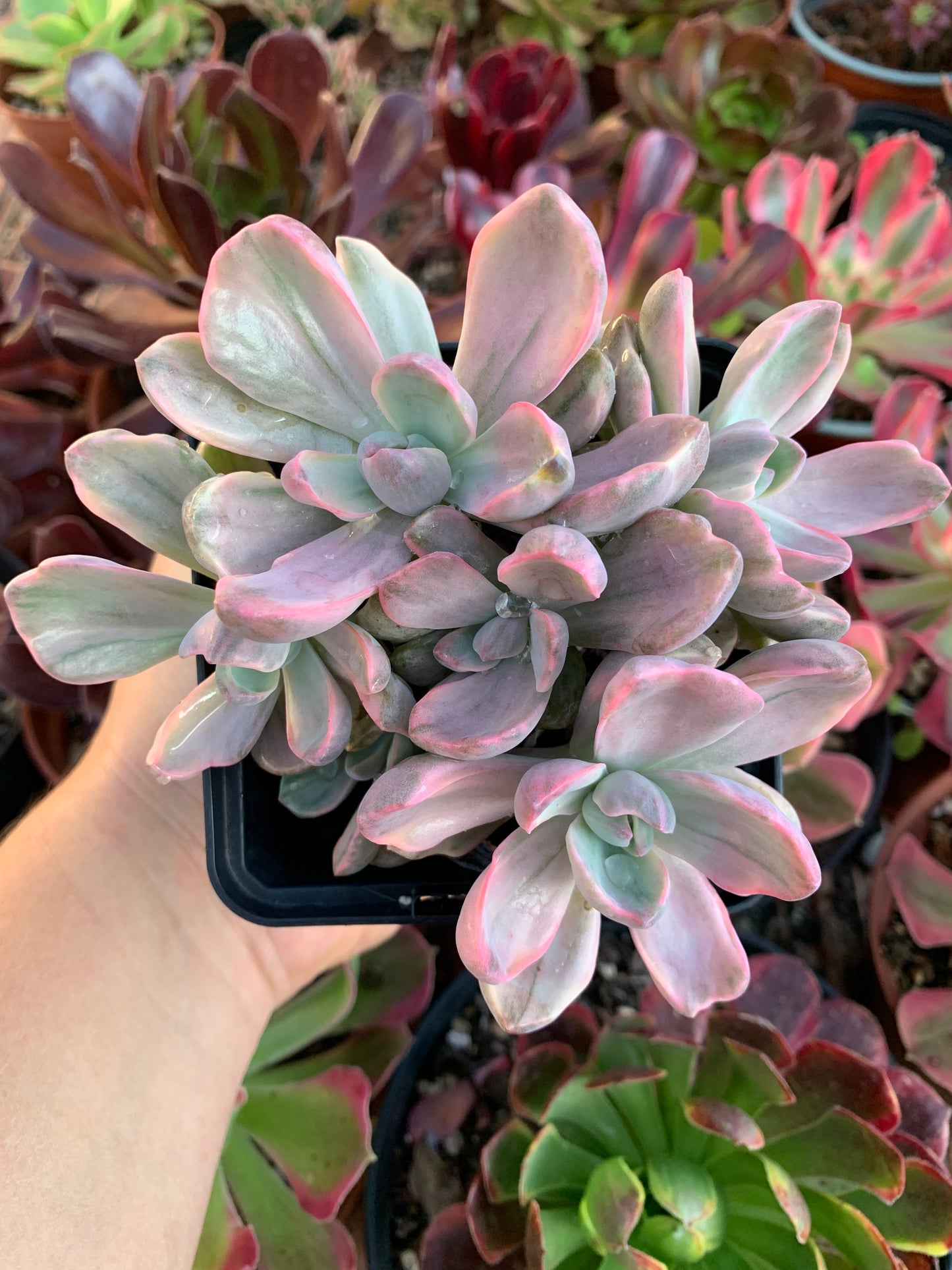 Graptoveria "mrs richards" cluster Variegada Korean