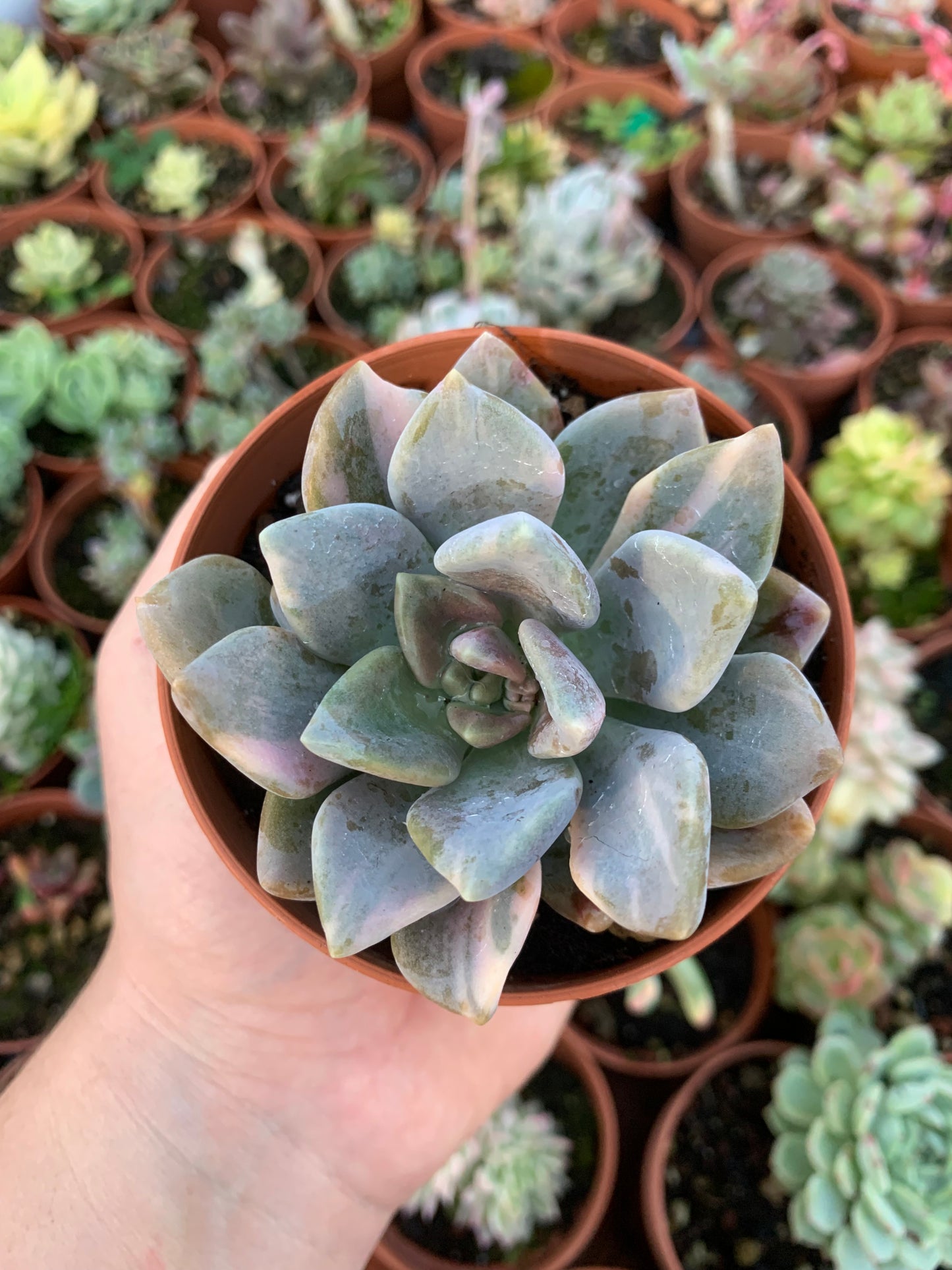 Pachyveria "Pachyphytoides" variegata Korean