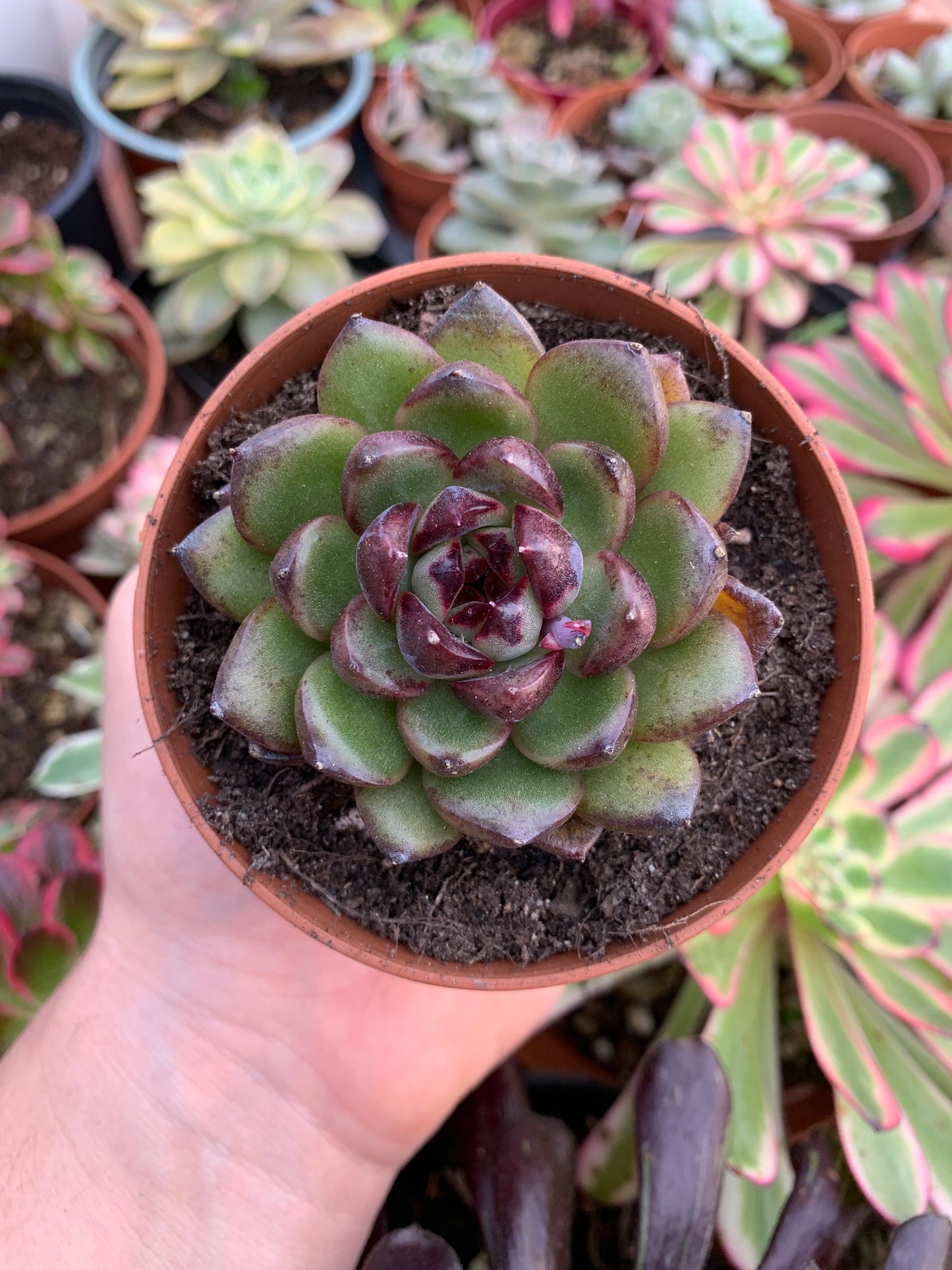 Echeveria "Tiger" Korean