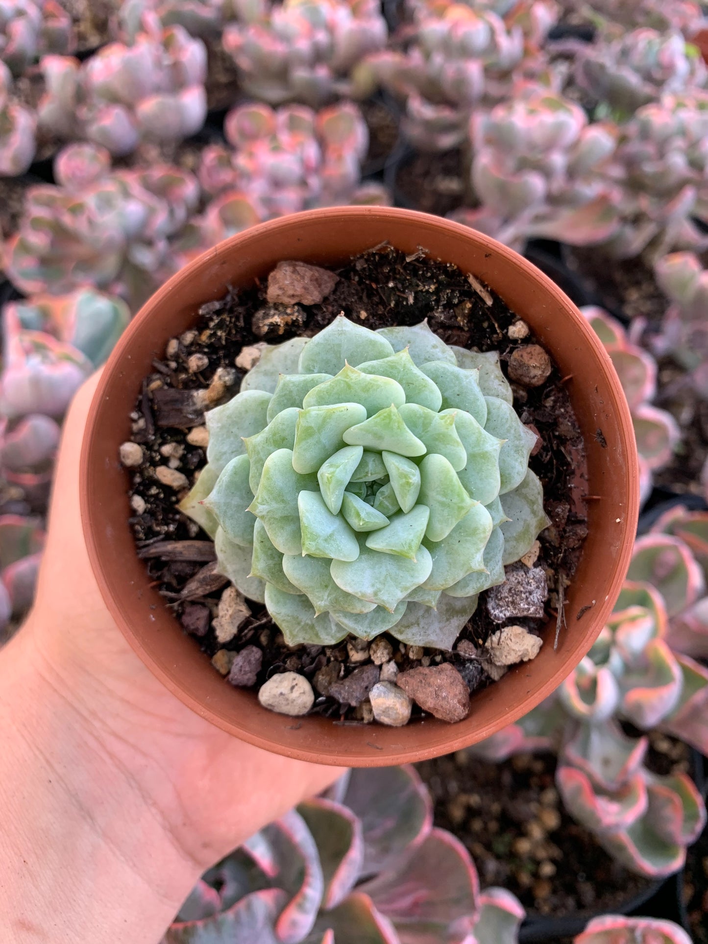 Echeveria "Gloria" (Hibrido de E.Laui) Korean by ChangHee