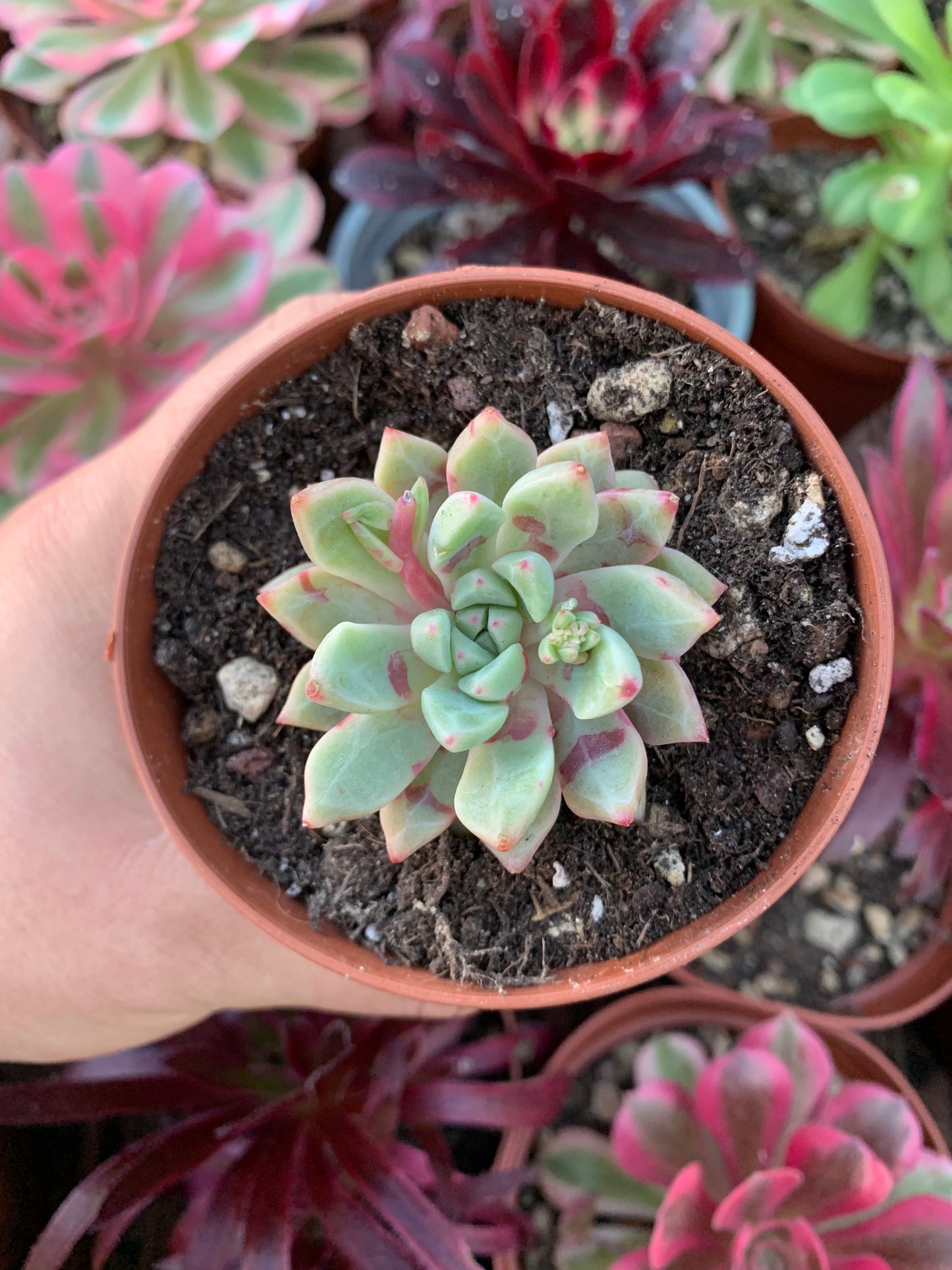 Echeveria "Echo"