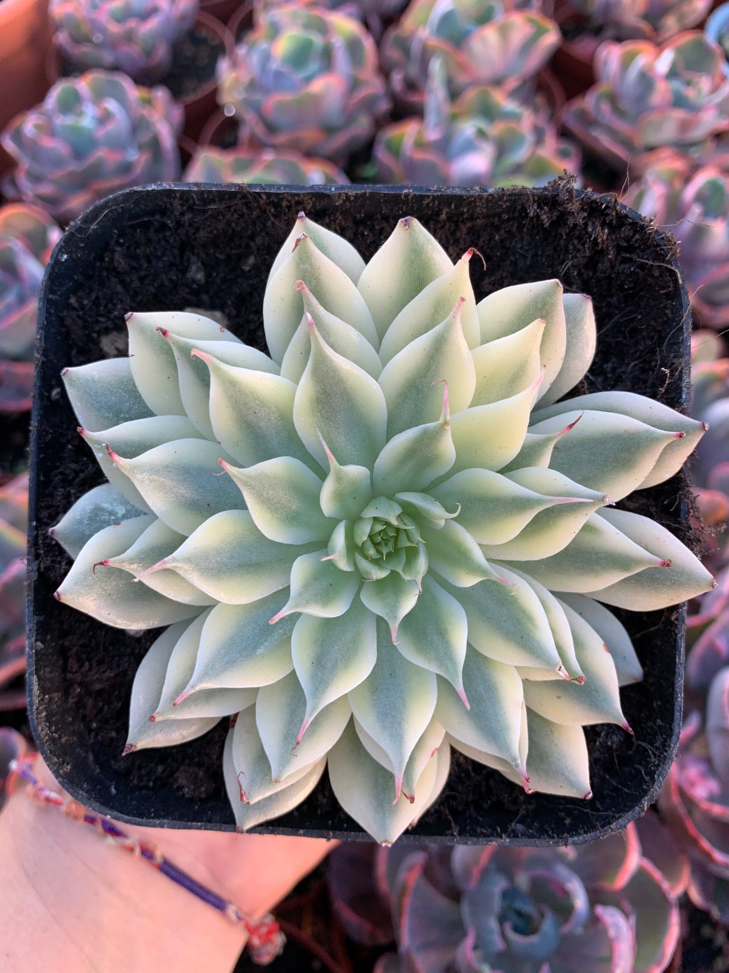 Graptoveria "silver star" variegada korea