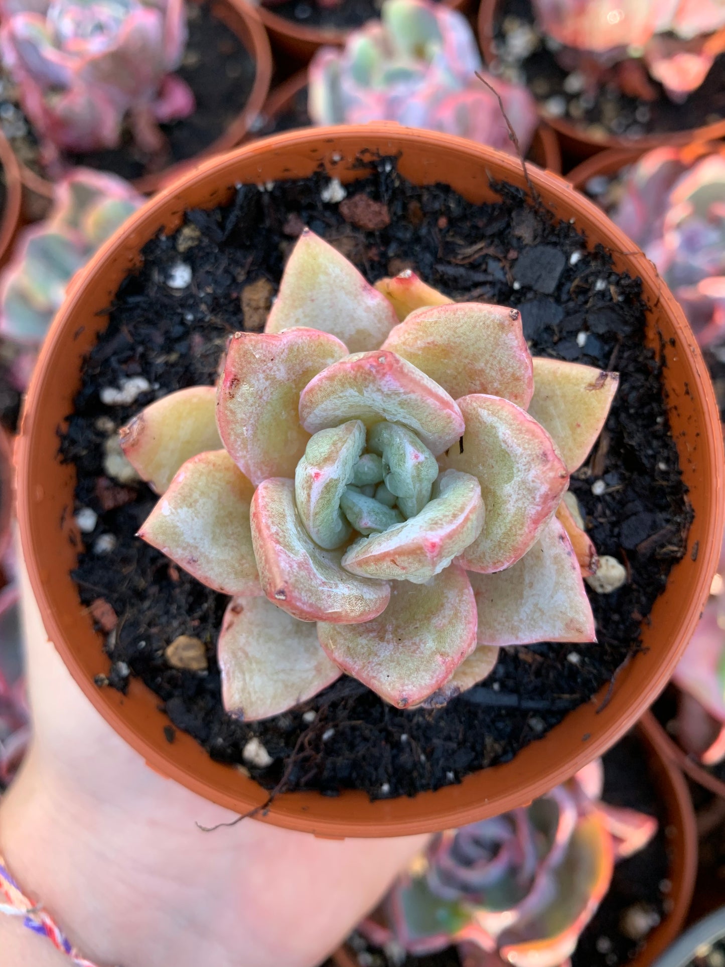 Echeveria "champanhe alemão" coreano