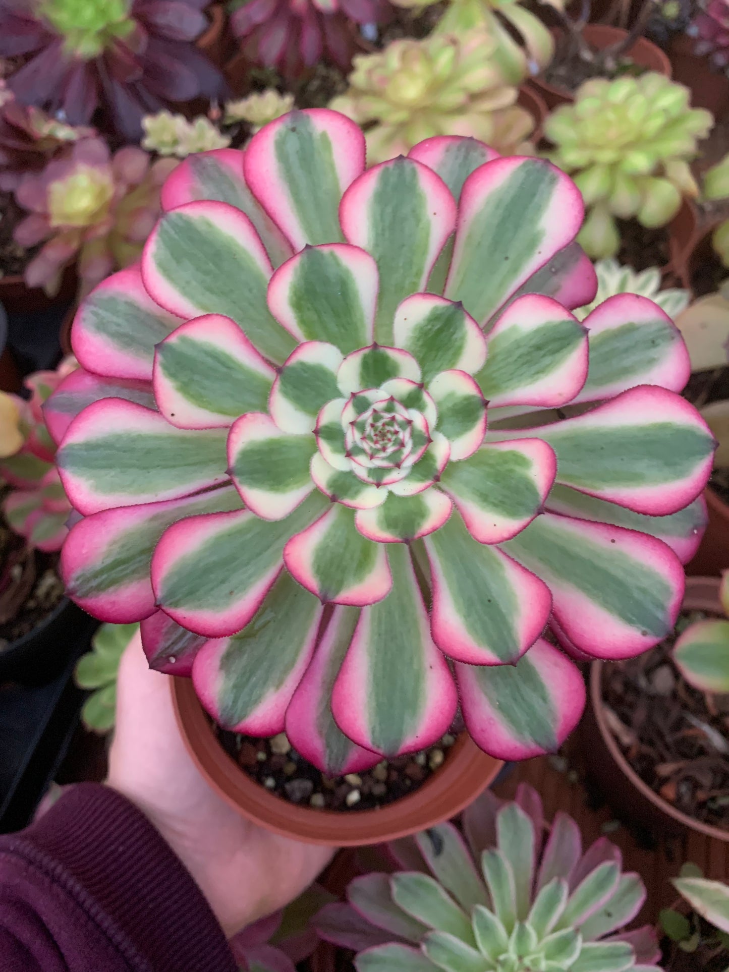 Aeonium "Zwartkin" variegado