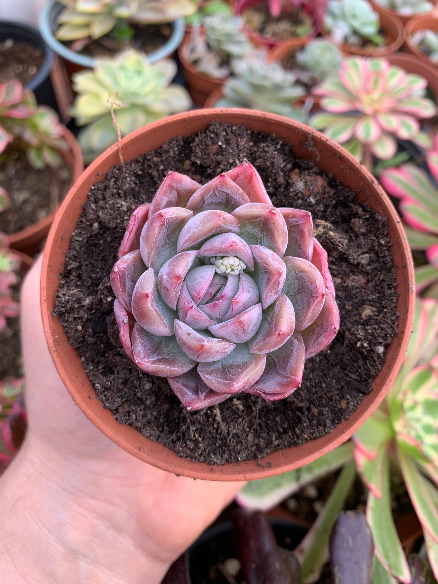 Echeveria "Arcane" Korean by Chang Won farm