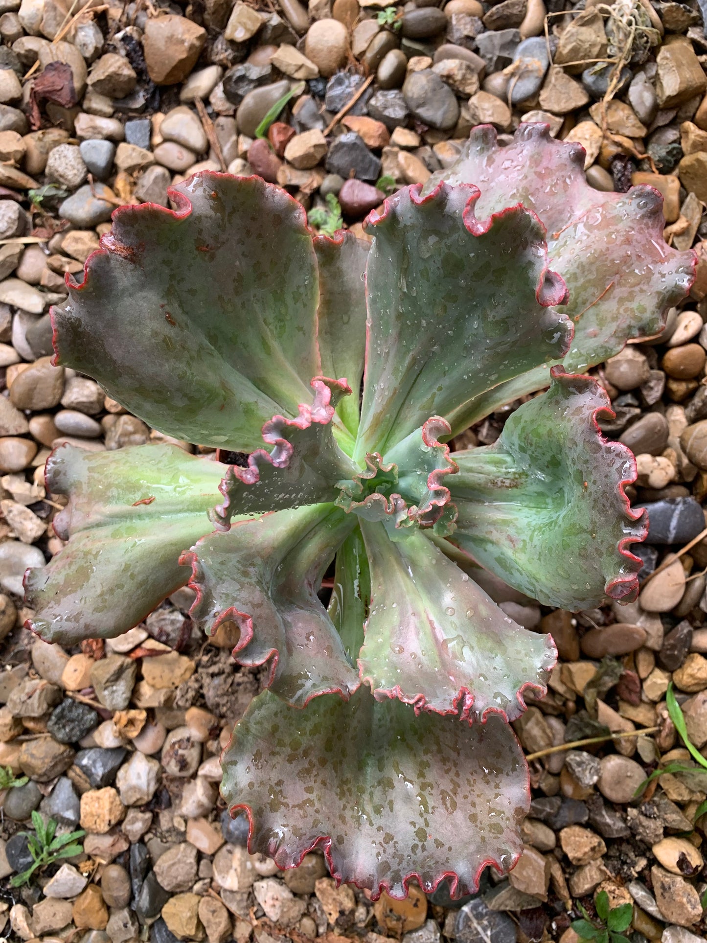 Echeveria "Regina Drago"
