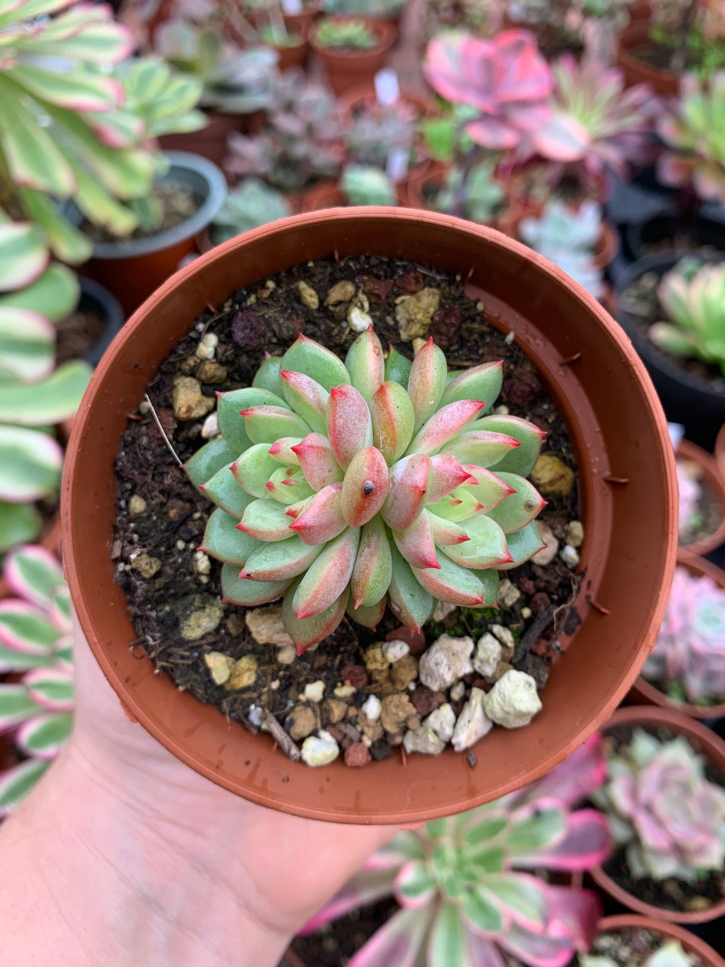 Echeveria pulidonis silver variegada korean