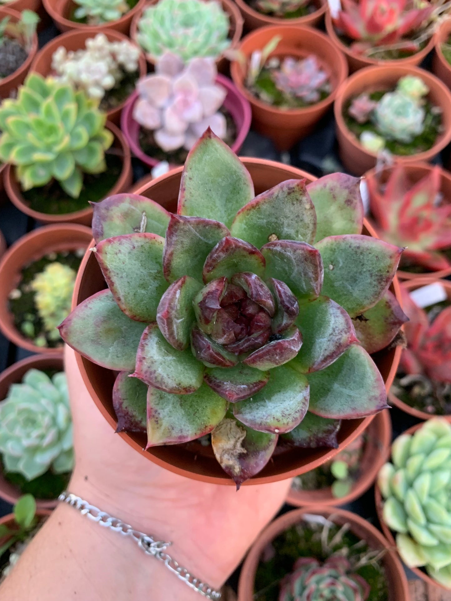 Echeveria "Black Bear" coreano