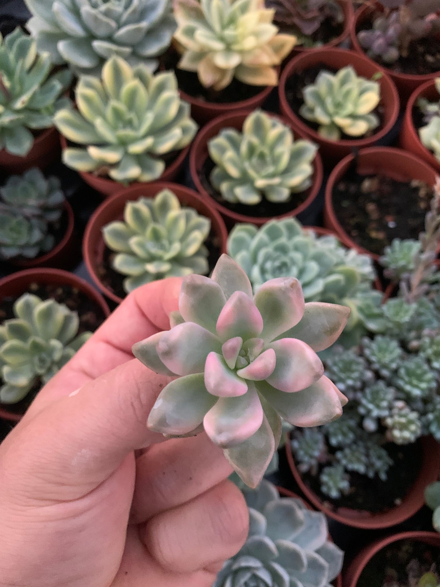 Graptosedum "Ghosty" Variegado Korean Cutting