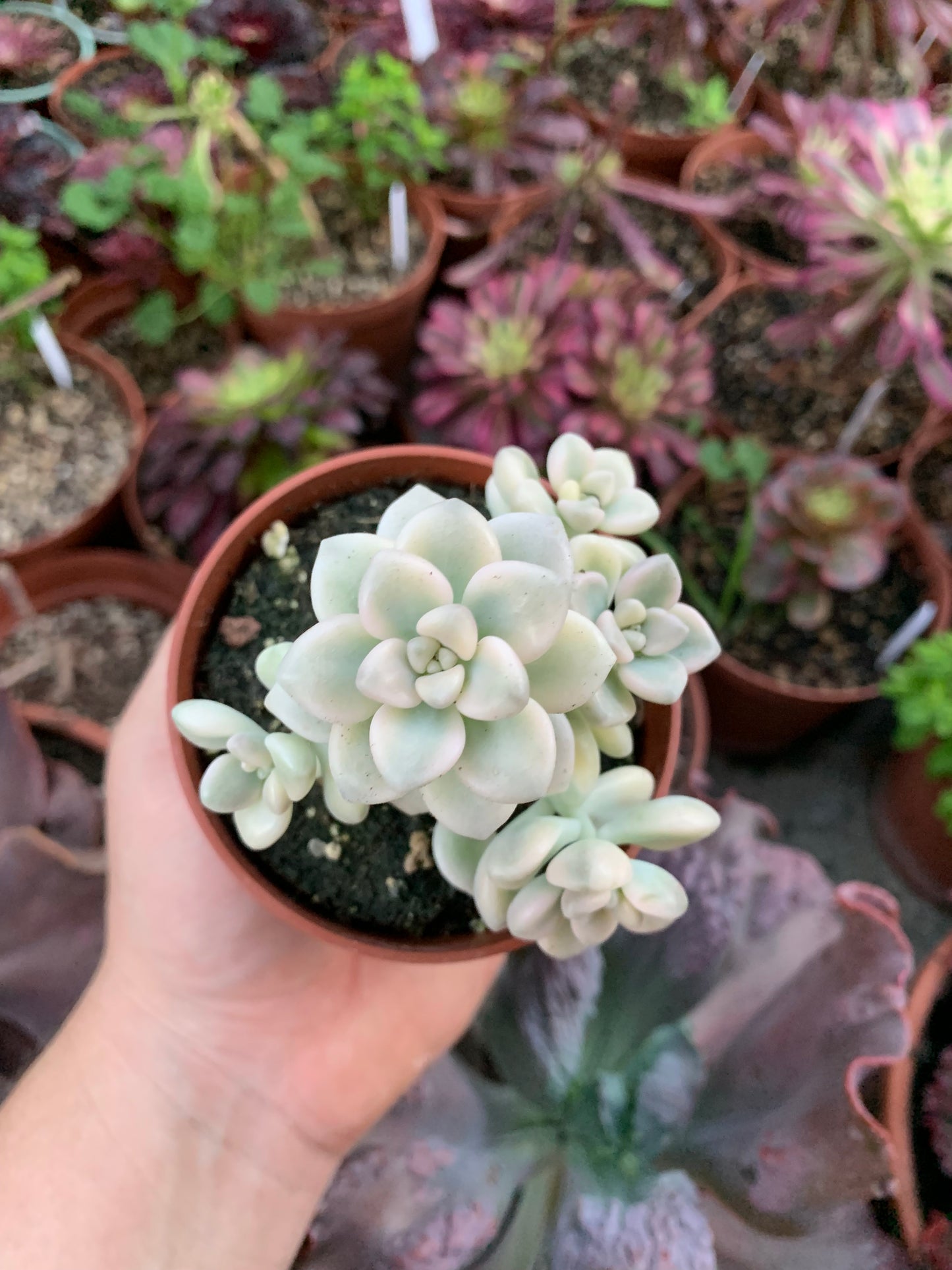 Graptopetalum ''Mendozae'' variegado Korean