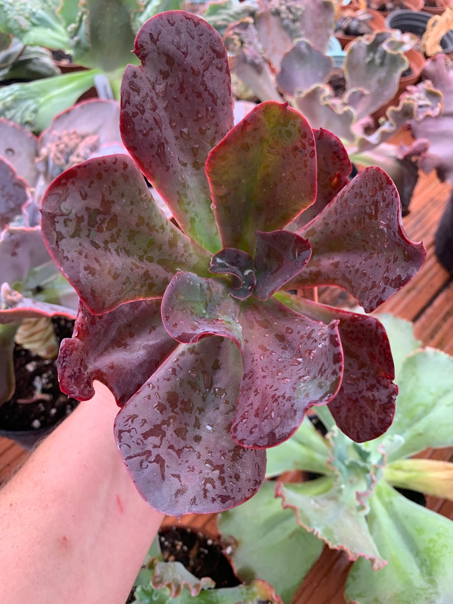 Echeveria "Regina Drago"
