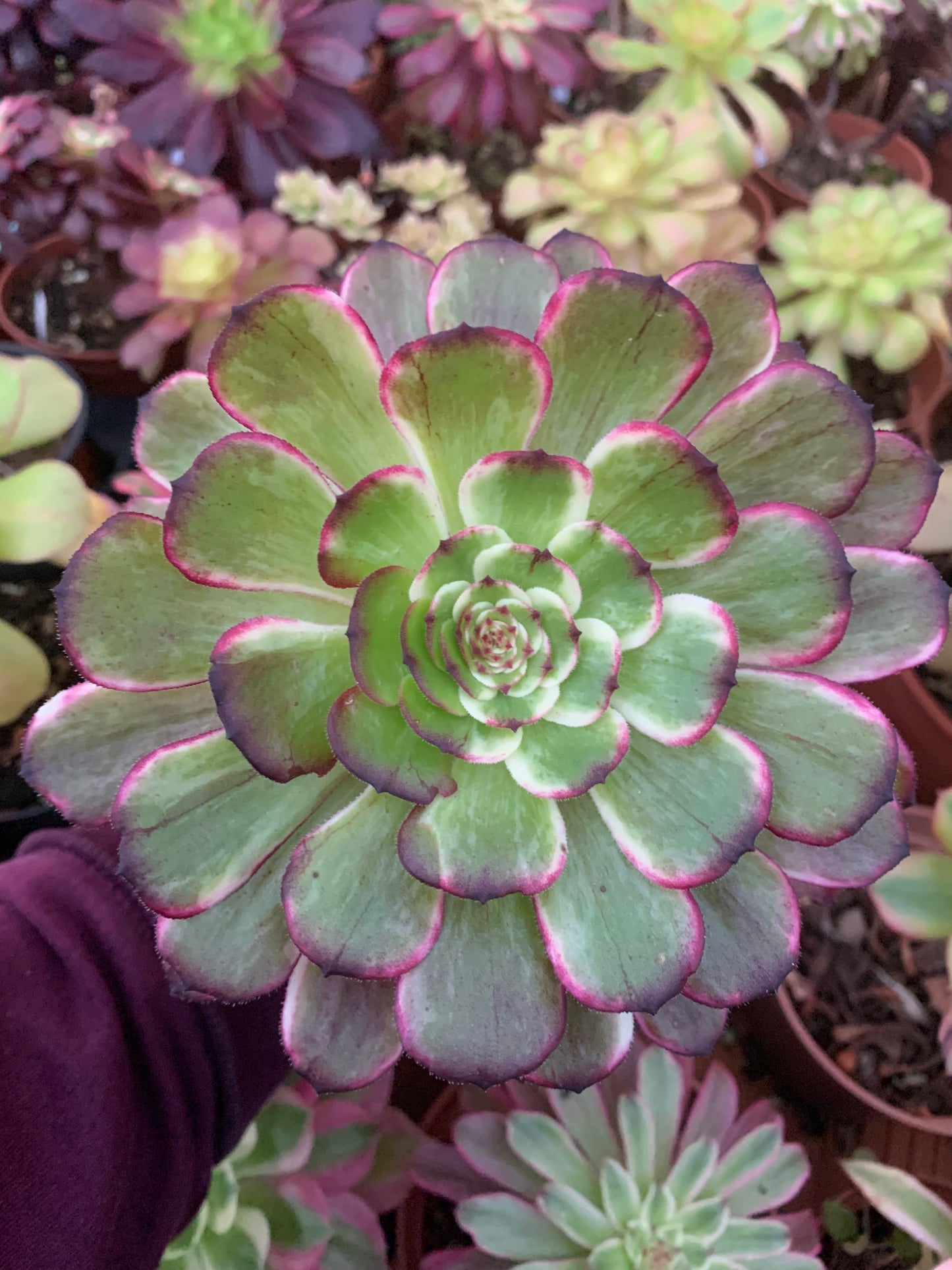 Aeonium "Ink Painting" variegado